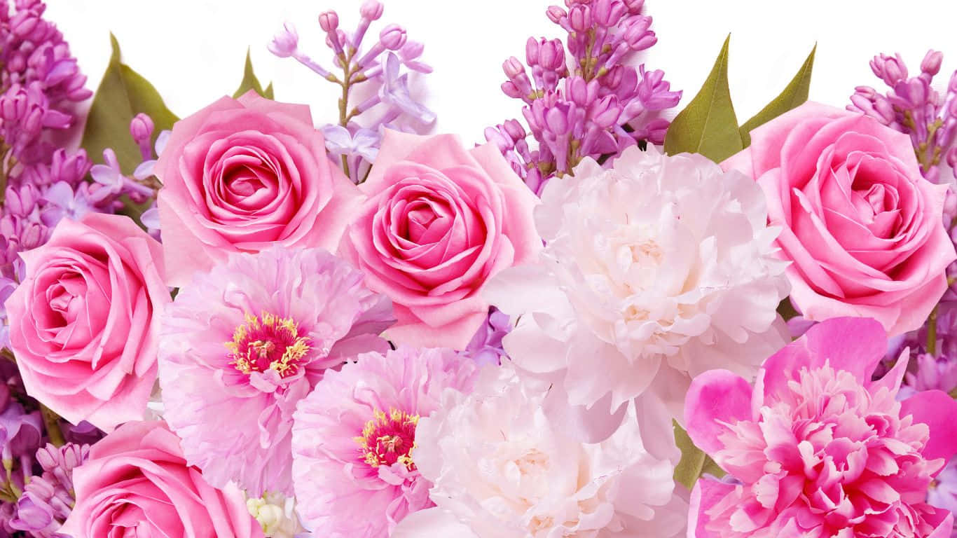 1366x768 Roses Background