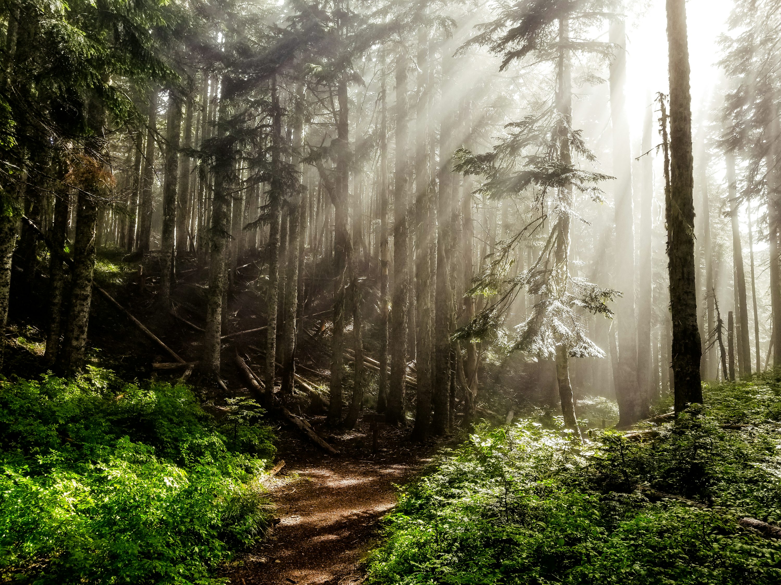 Oregon Forest Picture. Download Free Image