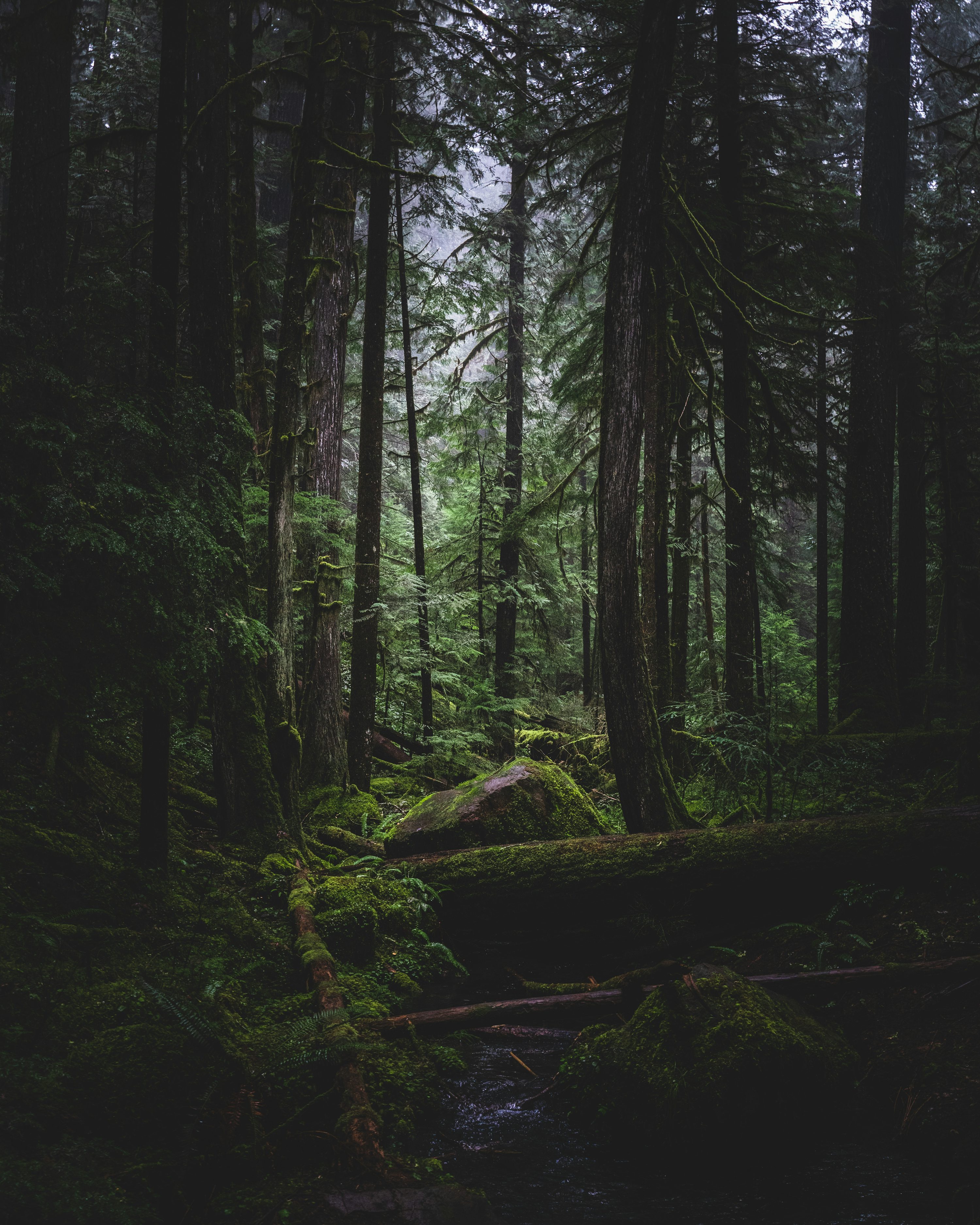 Oregon Forest Picture. Download Free Image
