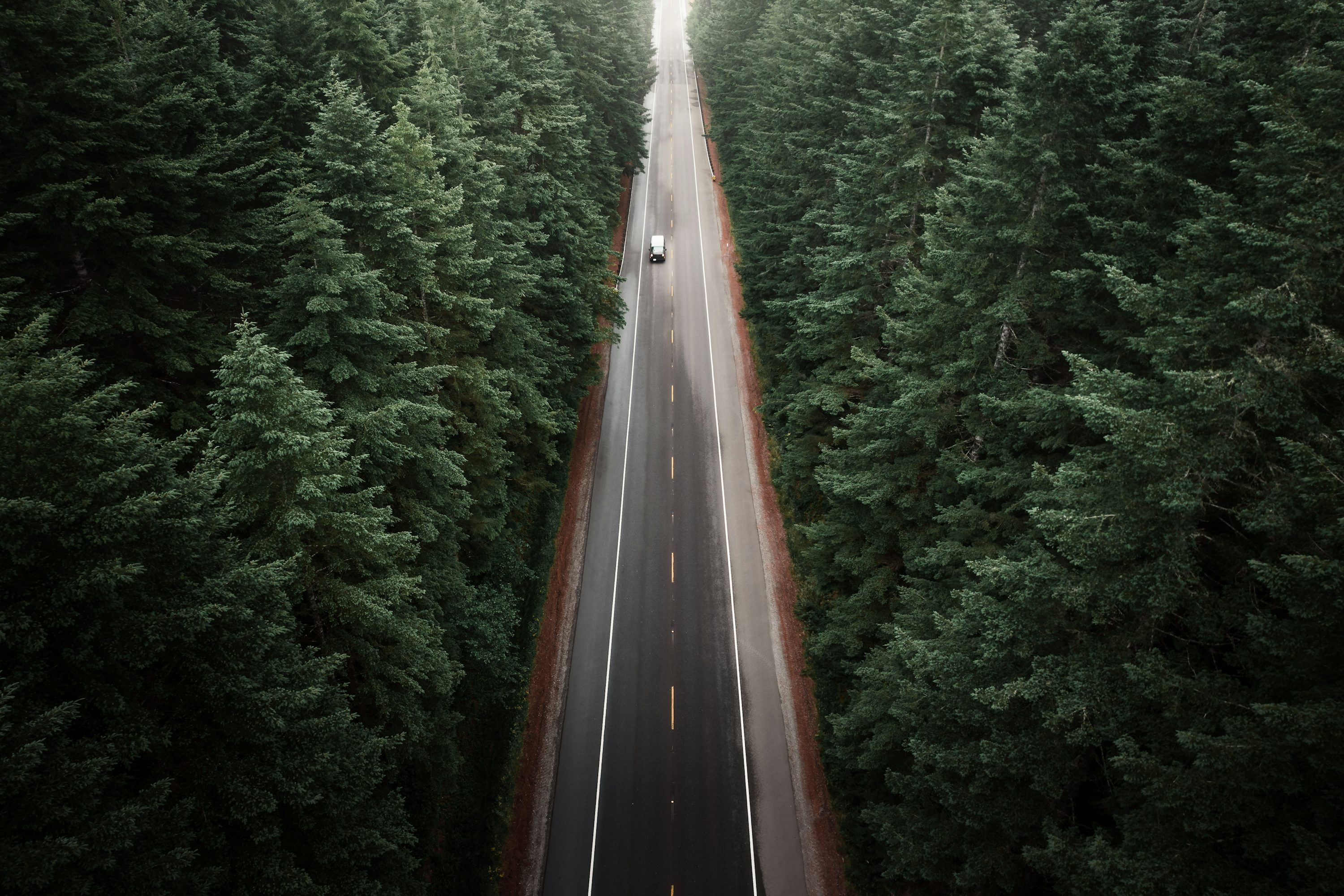 Oregon Forest Picture. Download Free Image