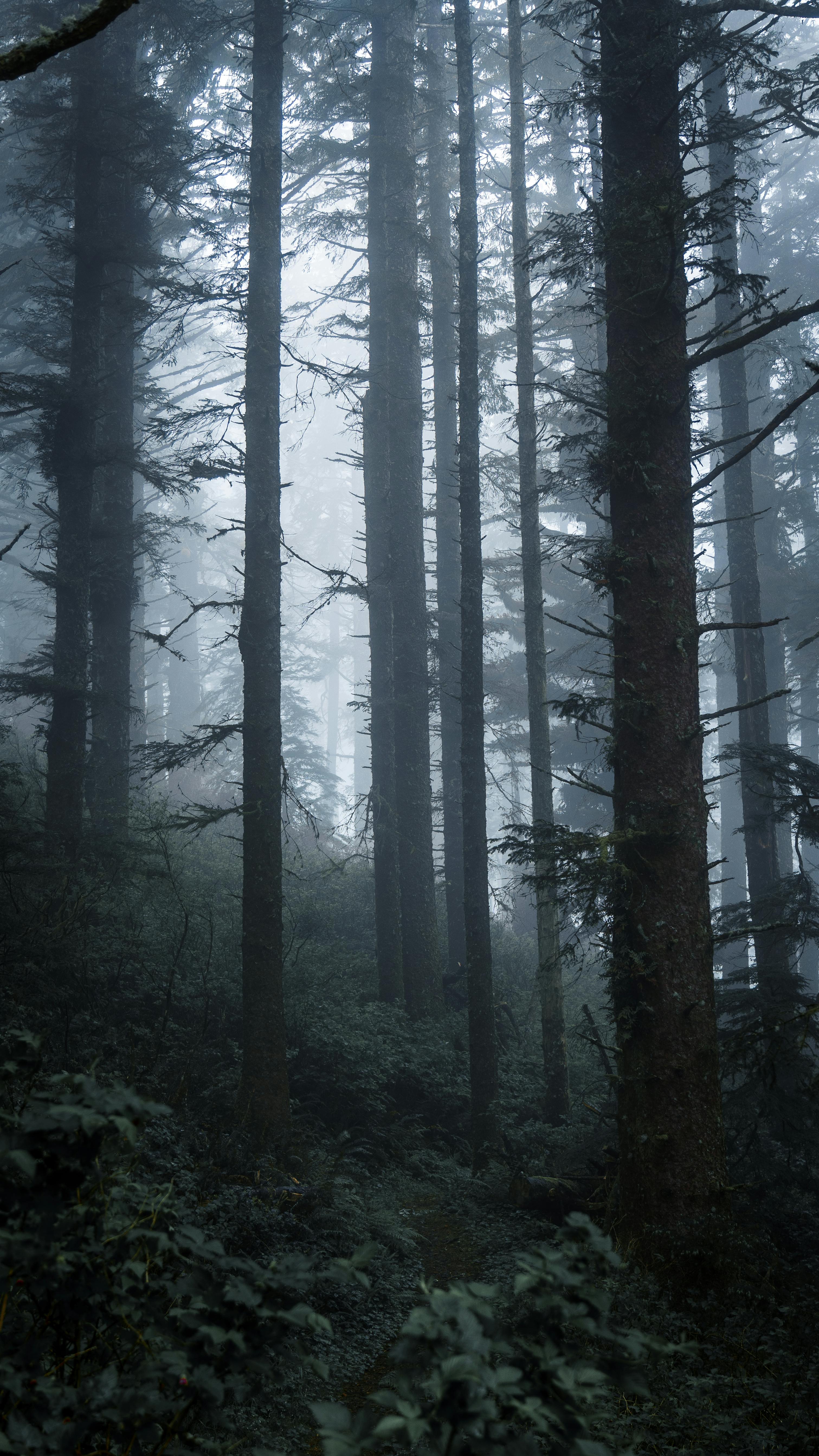 Gloomy Oregon Forest · Free