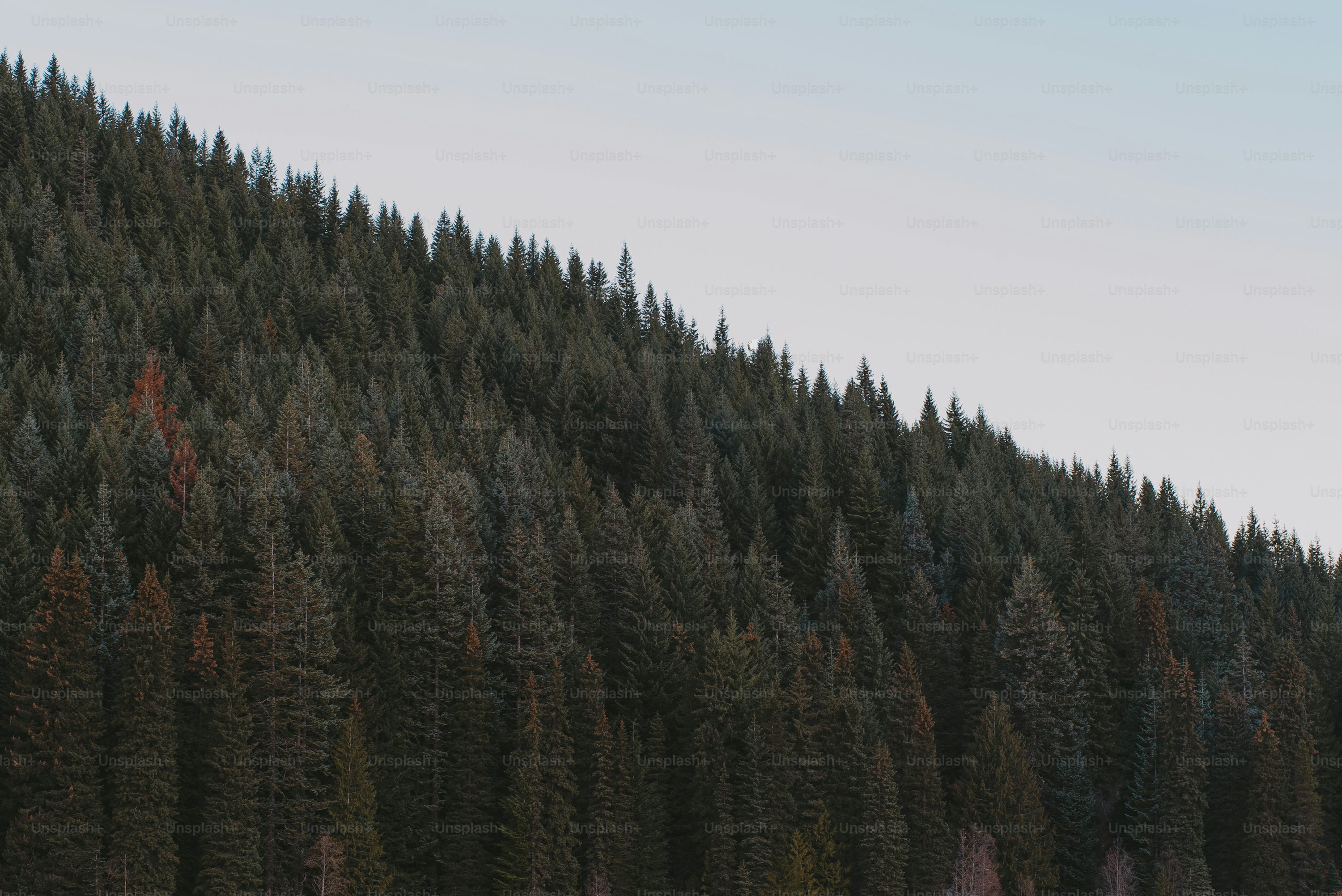 Oregon Forest Picture. Download Free Image