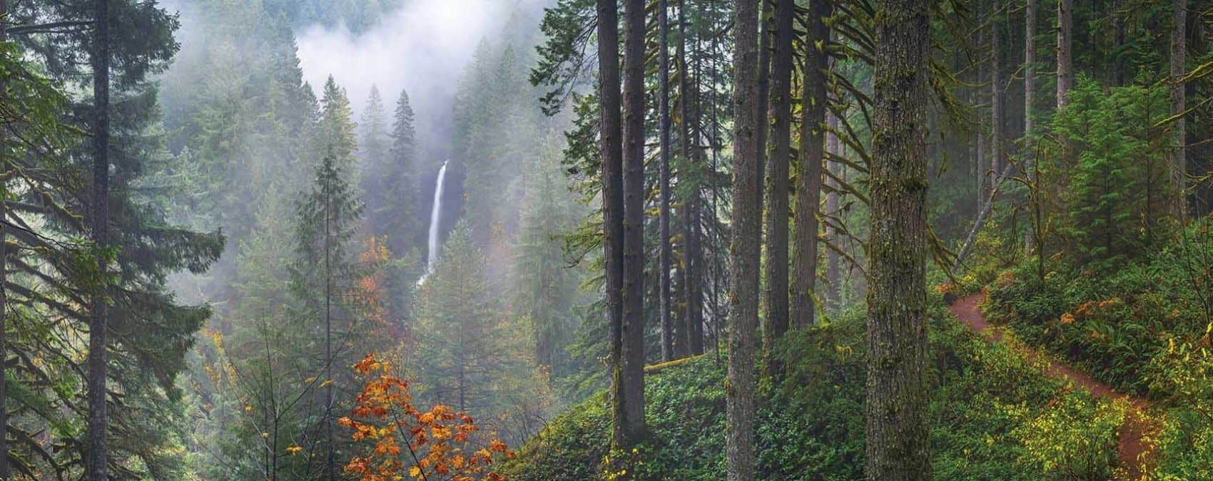 Oregon Forest Wallpaper, HD Oregon Forest Background on WallpaperBat