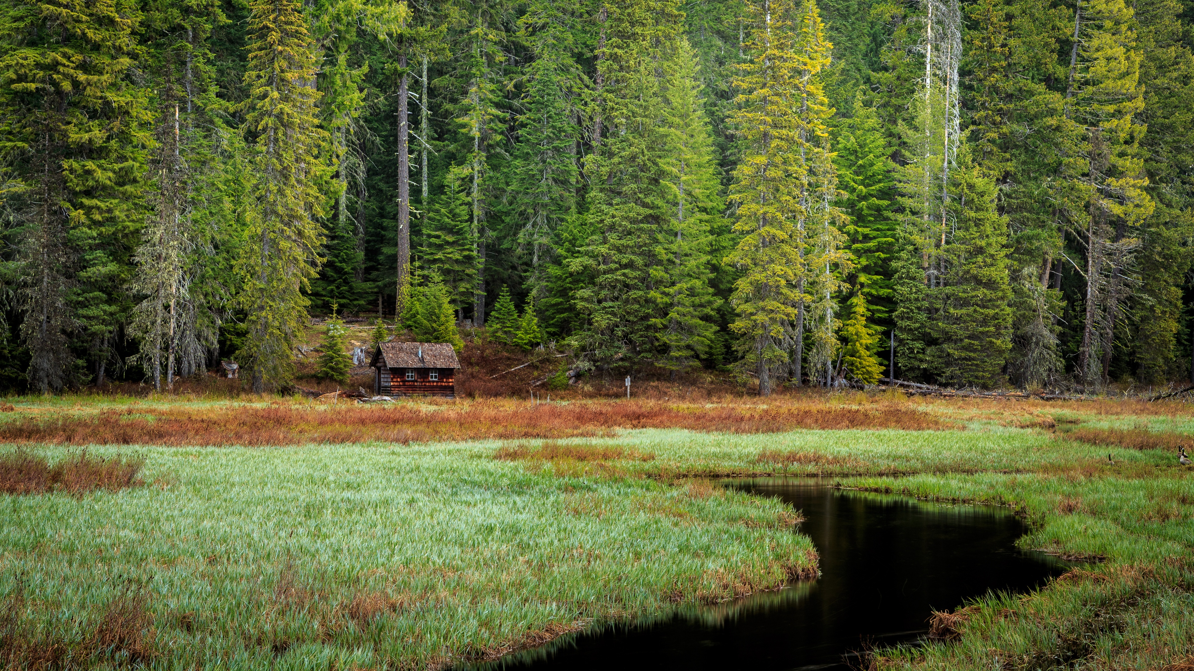 Timothy Lake Wallpaper 4K, Forest, Oregon, Green Trees