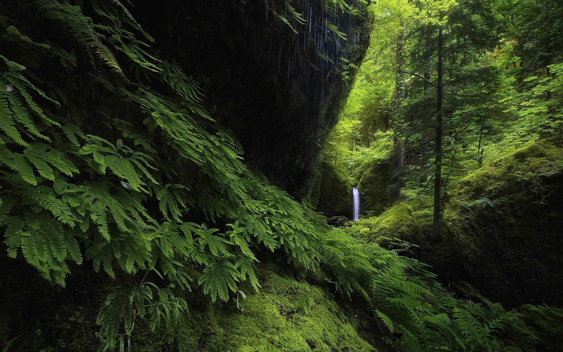 landscape, Nature, Waterfall, Forest, Ferns, Moss, Green, Trees, Hill, Oregon Wallpaper HD / Desktop and Mobile Background