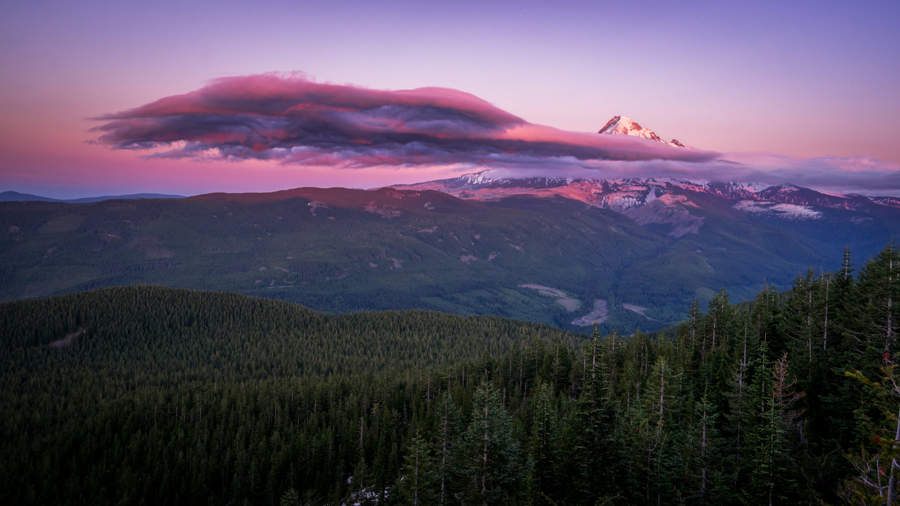 Oregon Forest Picture. Download Free Image