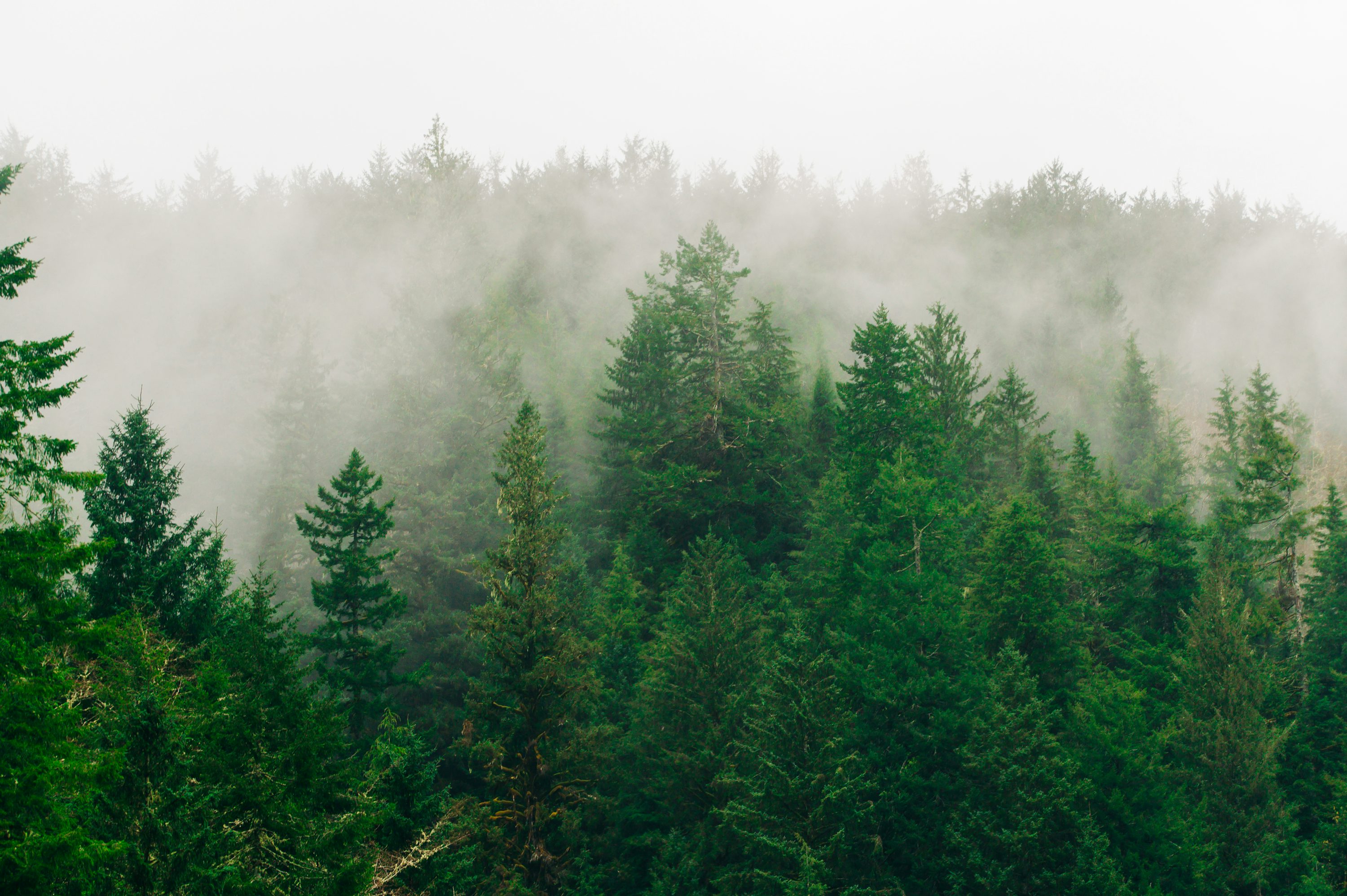 Oregon Forest Picture. Download Free Image