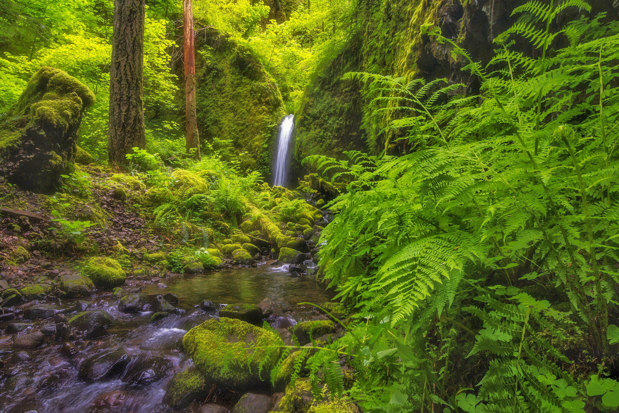 Wallpaper forest, waterfall, Oregon, river, fern, Oregon, Columbia River Gorge, Mossy Grotto Falls for mobile and desktop, section природа, resolution 2048x1367