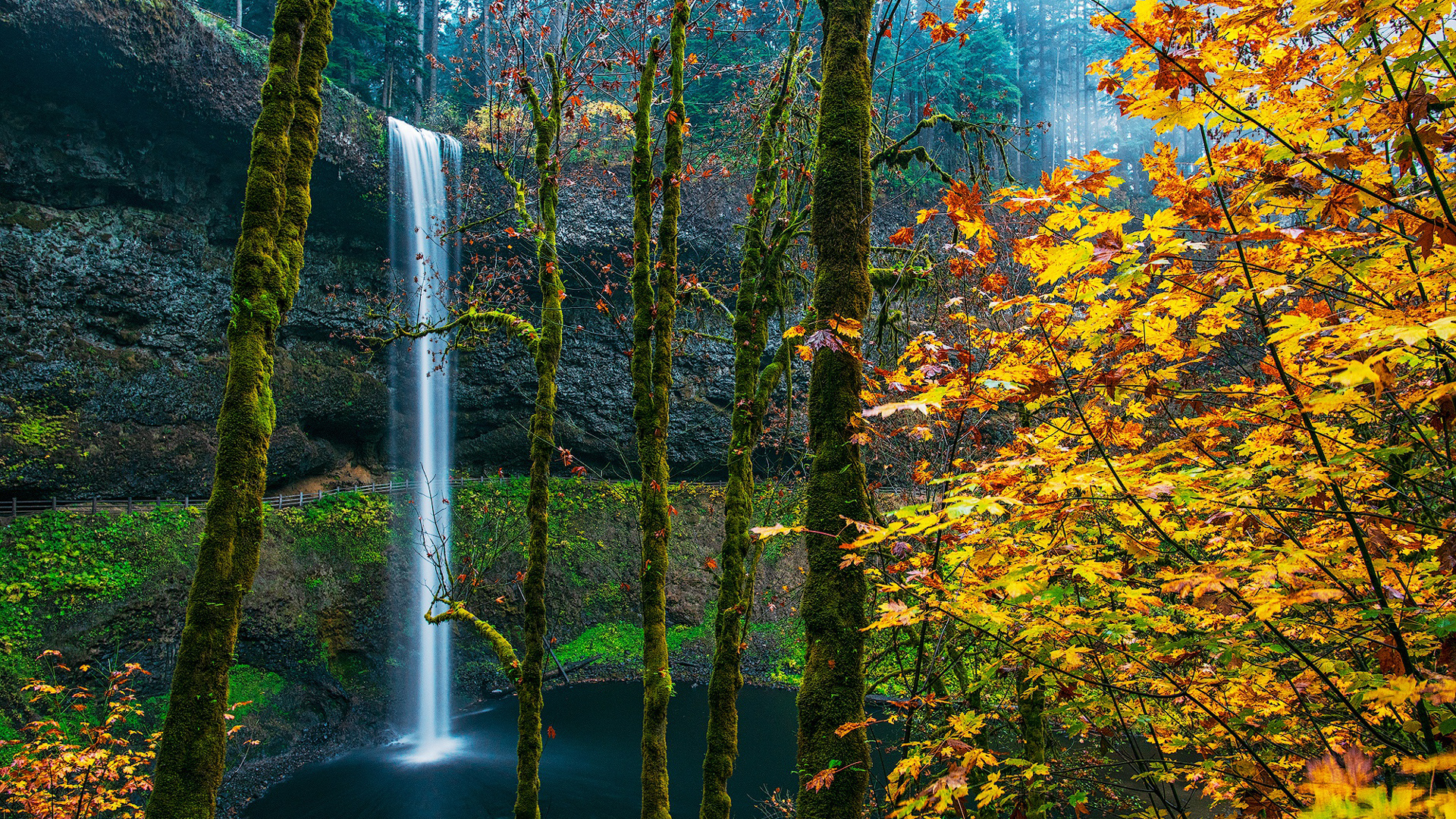 Foliage Forest With Waterfalls And Moss On Rock Oregon USA HD Nature Wallpaper