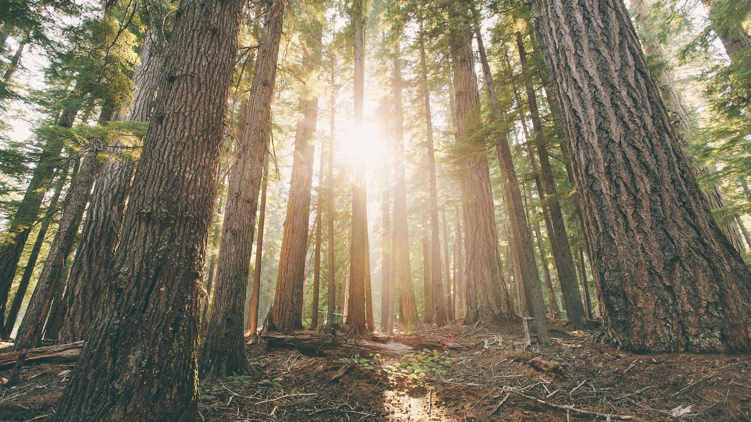 Oregon Trees Wallpaper, HD Oregon Trees Background on WallpaperBat