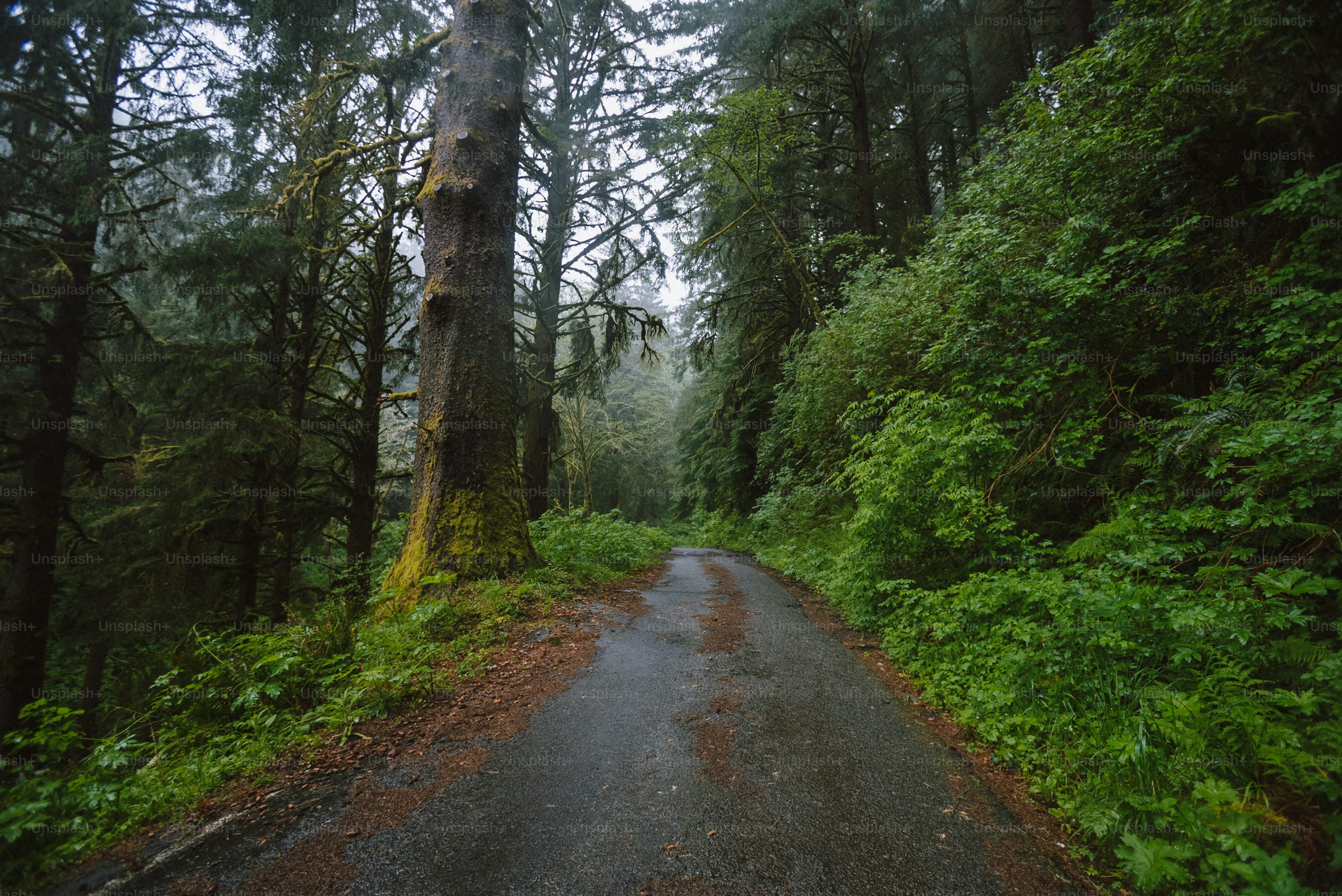 Beautiful Oregon Picture. Download Free Image