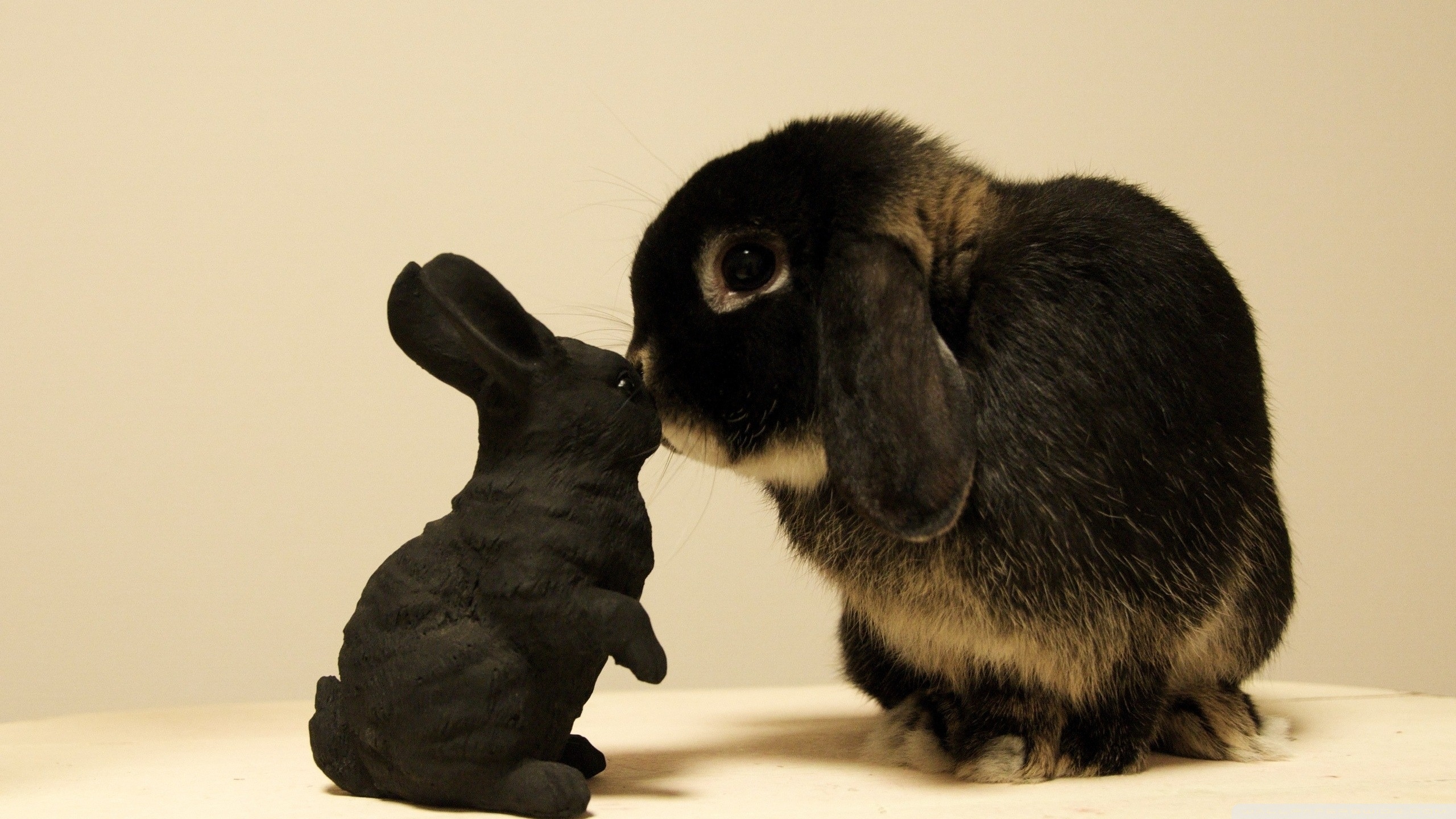 Black Bunny 4K UHD Wallpaper for UltraHD Desktop and TV, Smartphone and Tablet Devices