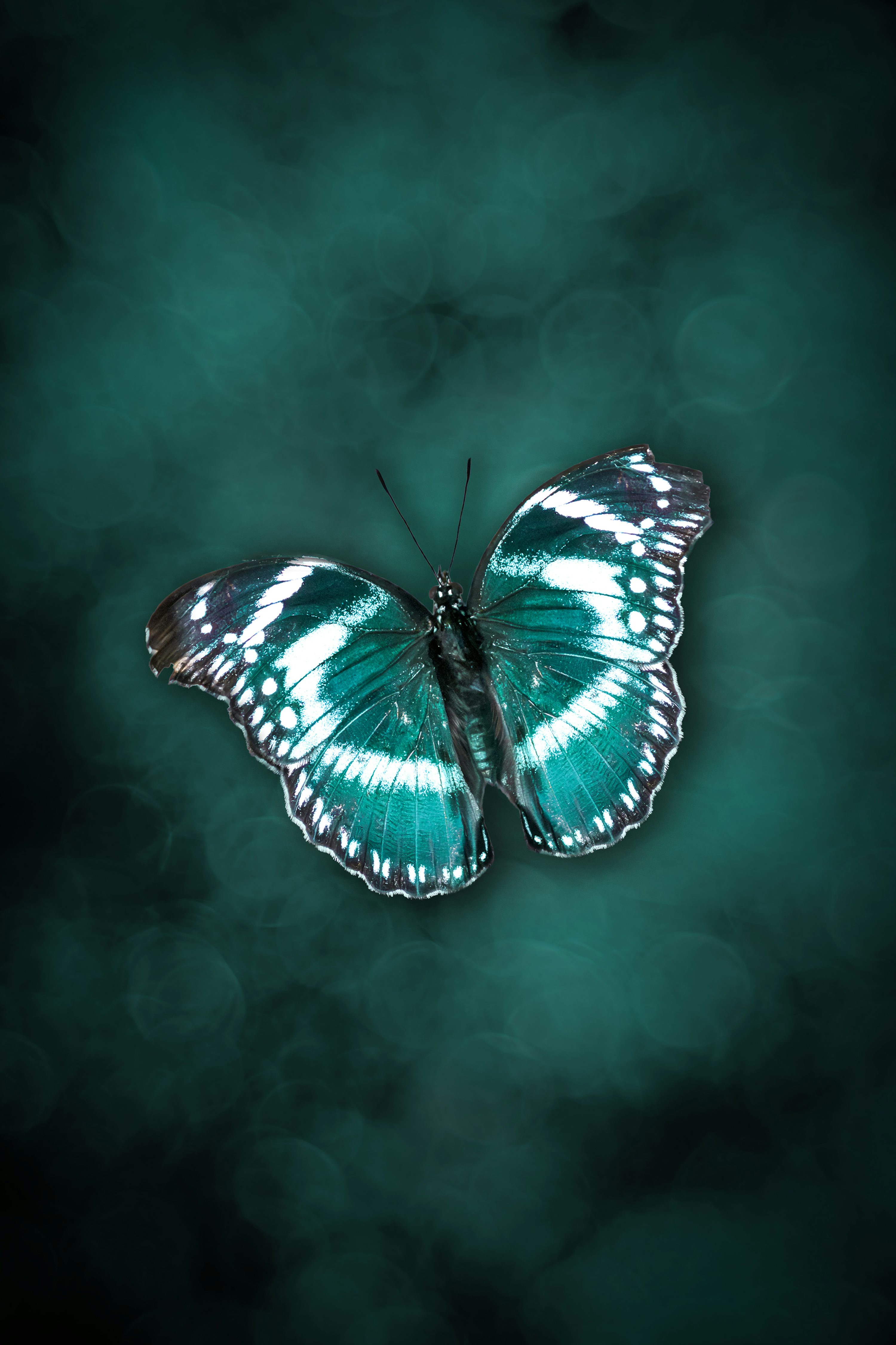 A teal butterfly with white markings on dark background photo