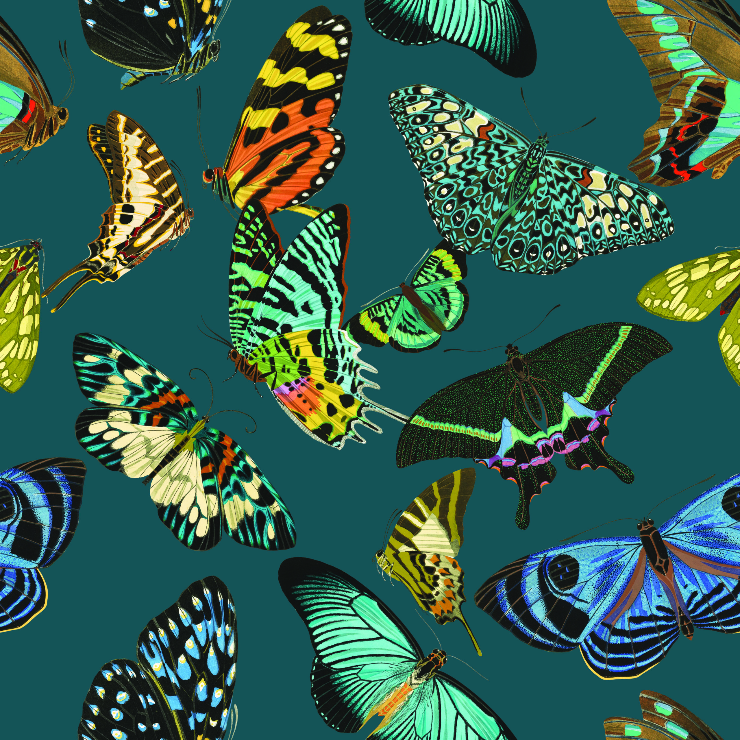 Blue Butterflies by Erika C Brothers