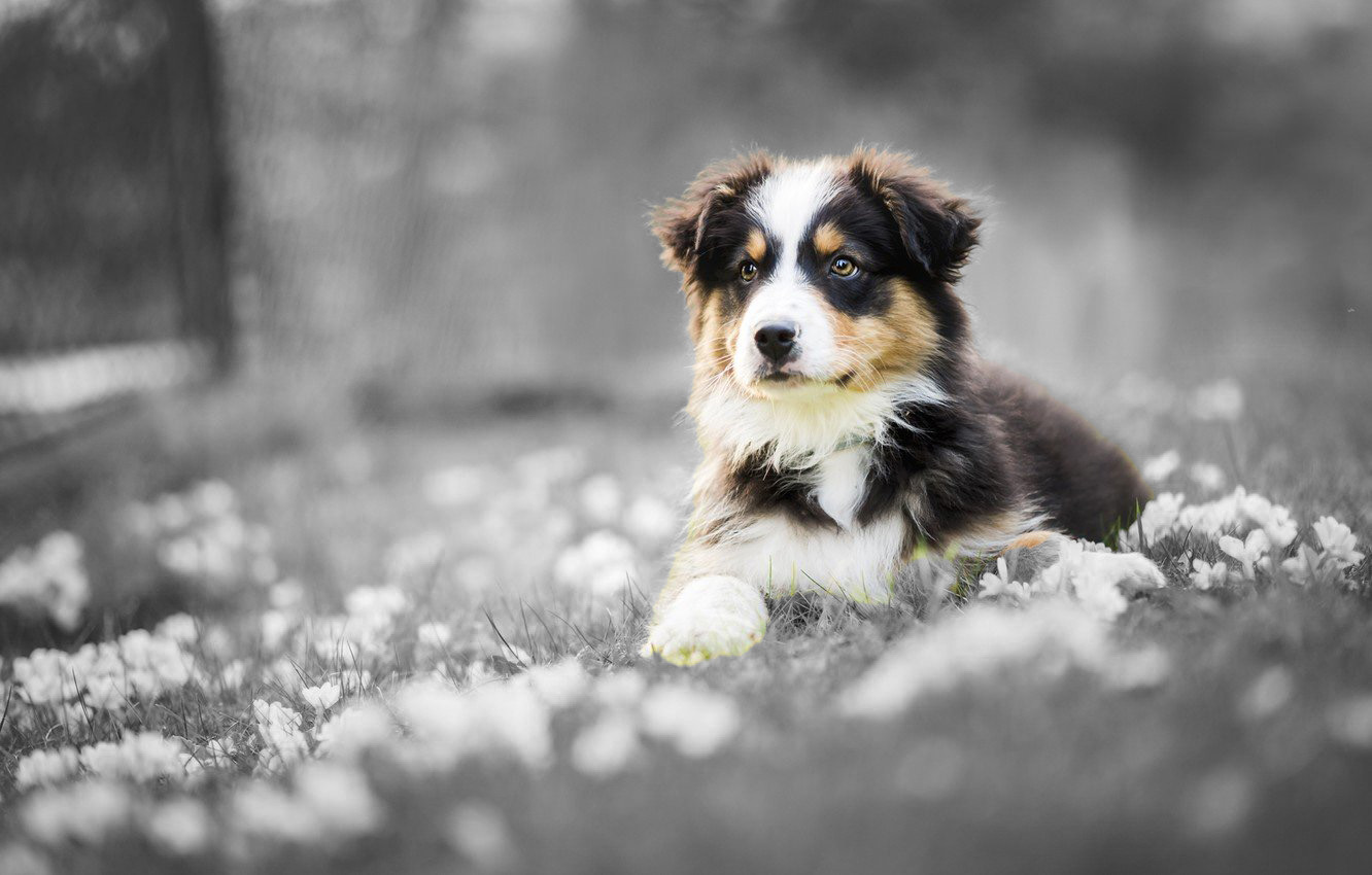 Puppy Desktop Wallpaper 77903