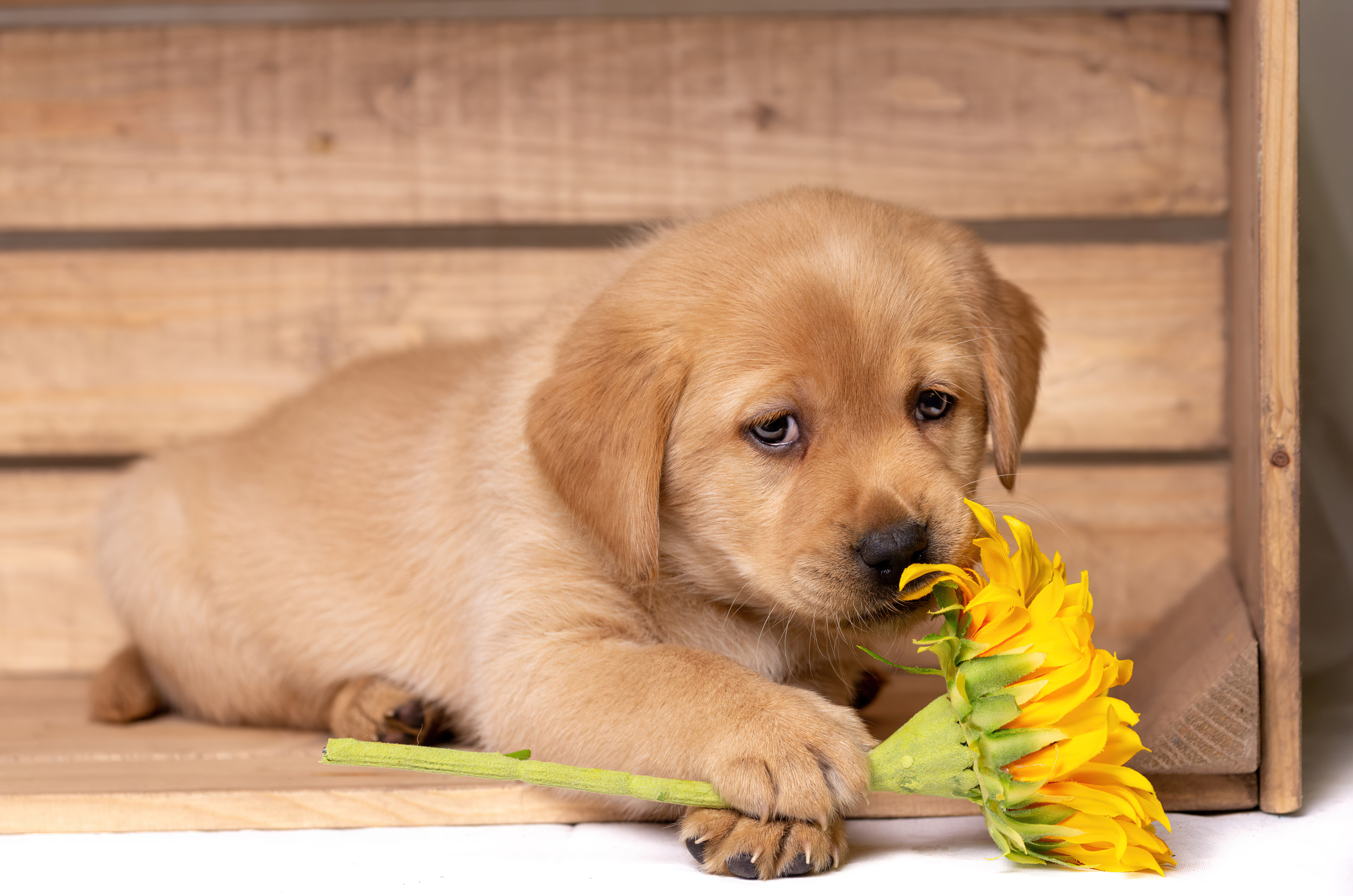 Puppy Wallpaper and Background