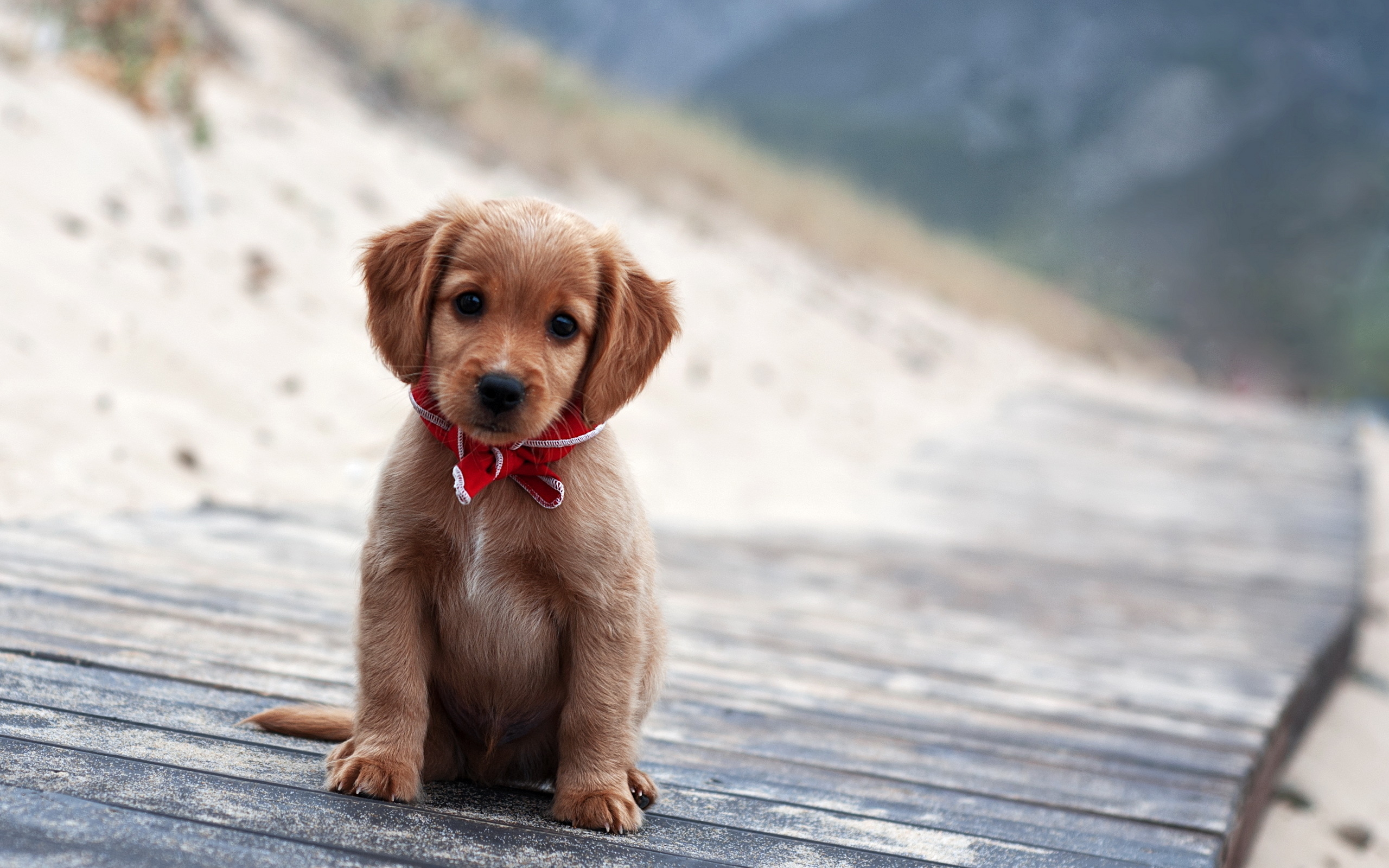 Cute puppy Desktop wallpaper 1024x768