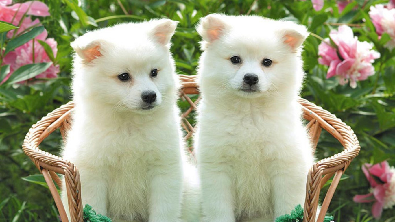 Two white puppy Desktop wallpaper 1366x768