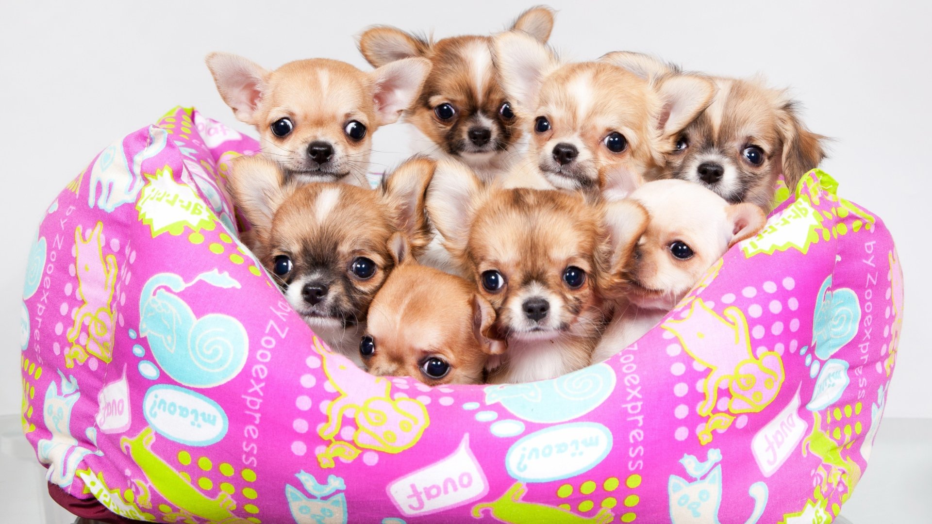 Adorable Chihuahua Puppy Pile HD