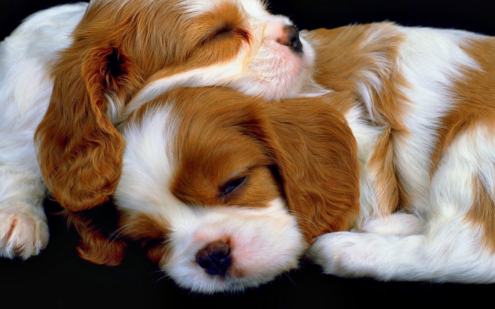 Adorable Puppies HD Wallpaper