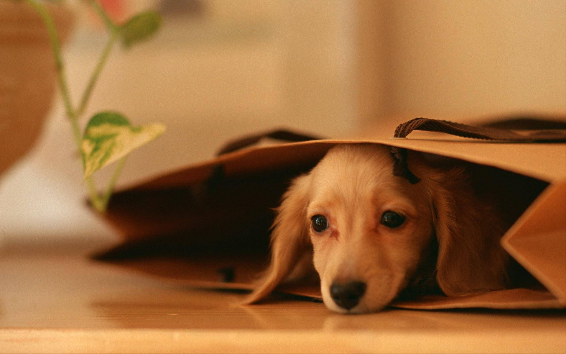 Download Lovely Dachshund Paper Bag Puppy Desktop Wallpaper