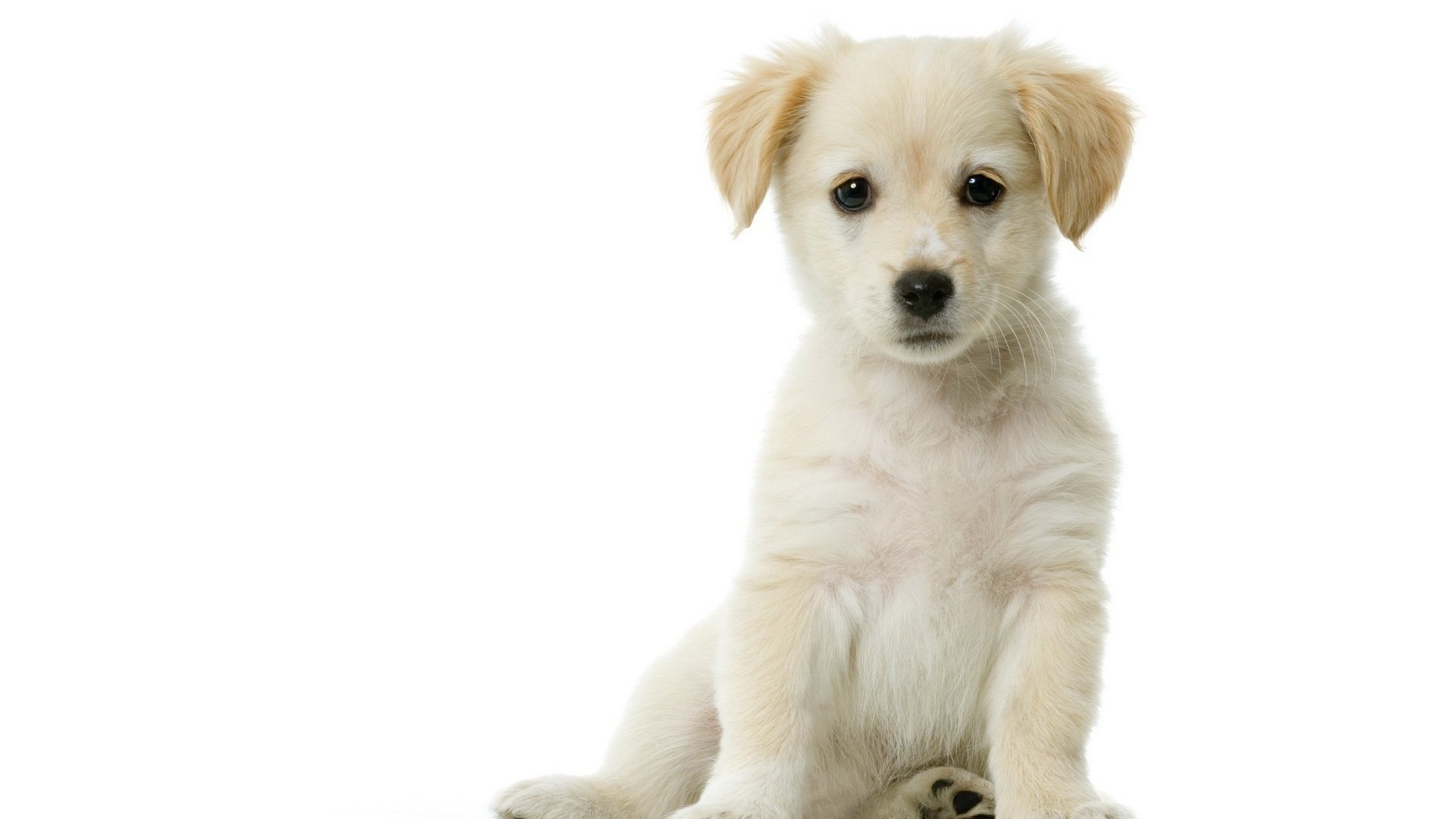 HD Puppy Delight: Free Downloadable Cute Animal Wallpaper