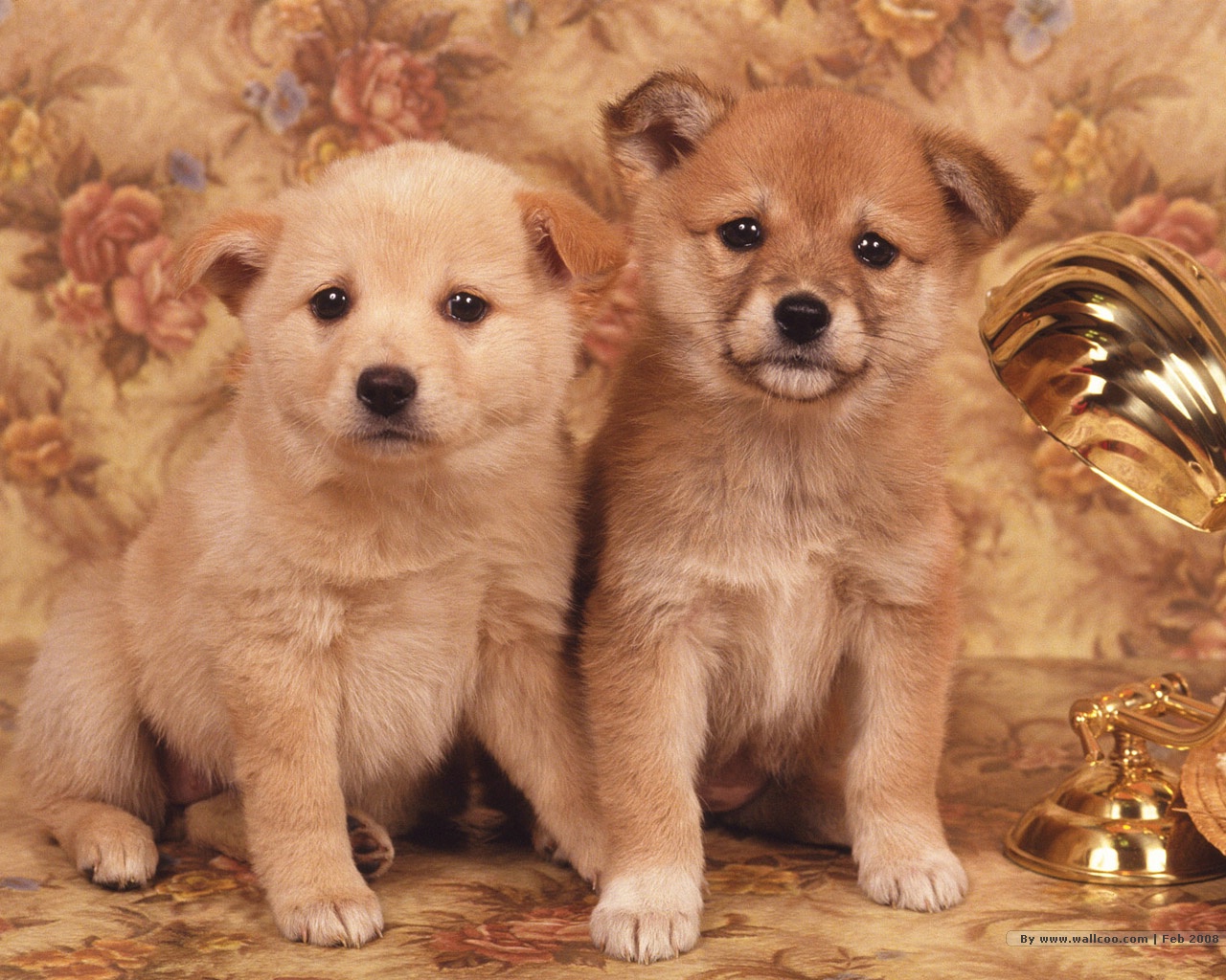 Free Dog 4K Wallpaper & Desktop HD Background for PC