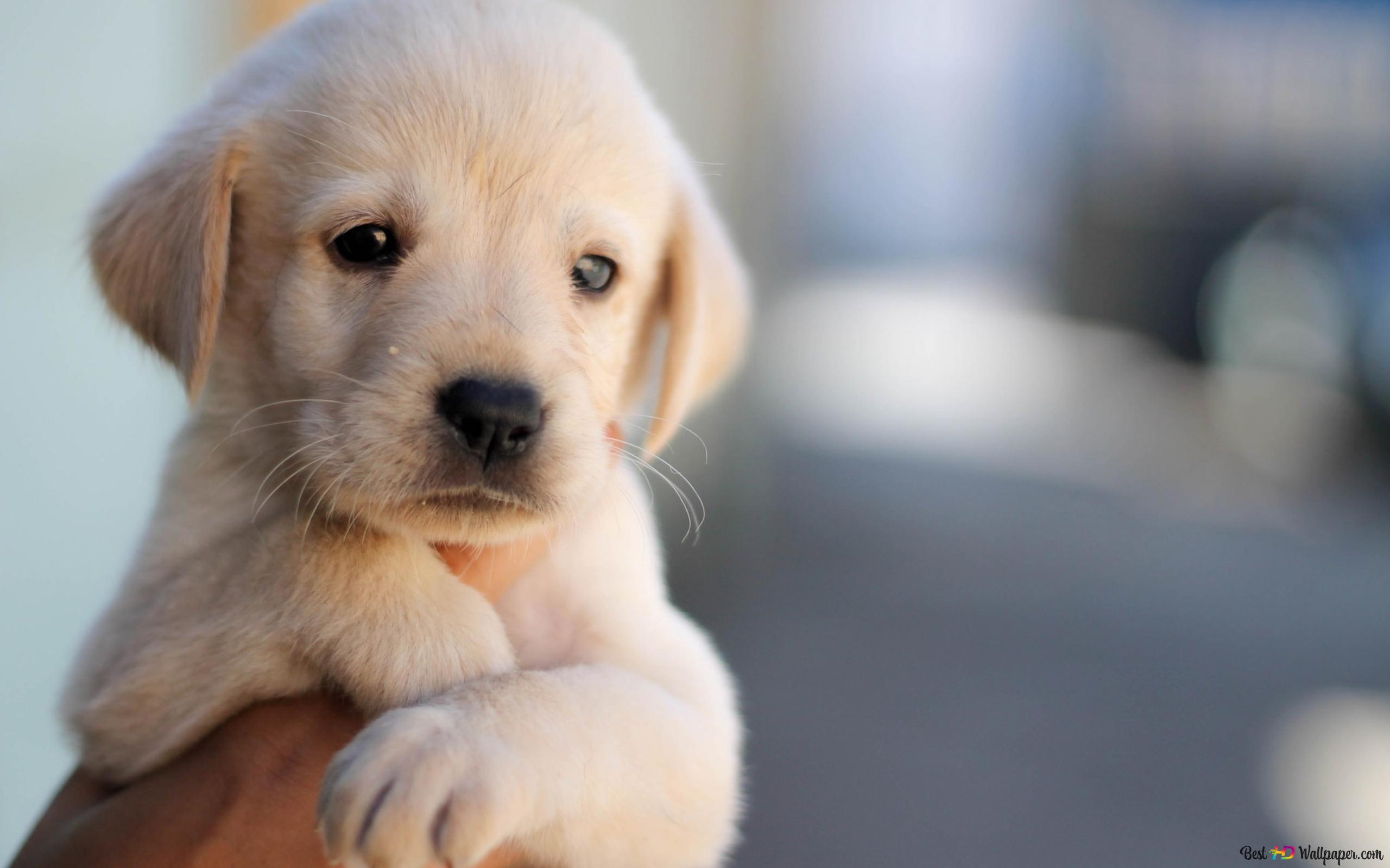Adorable Puppy 2K wallpaper download
