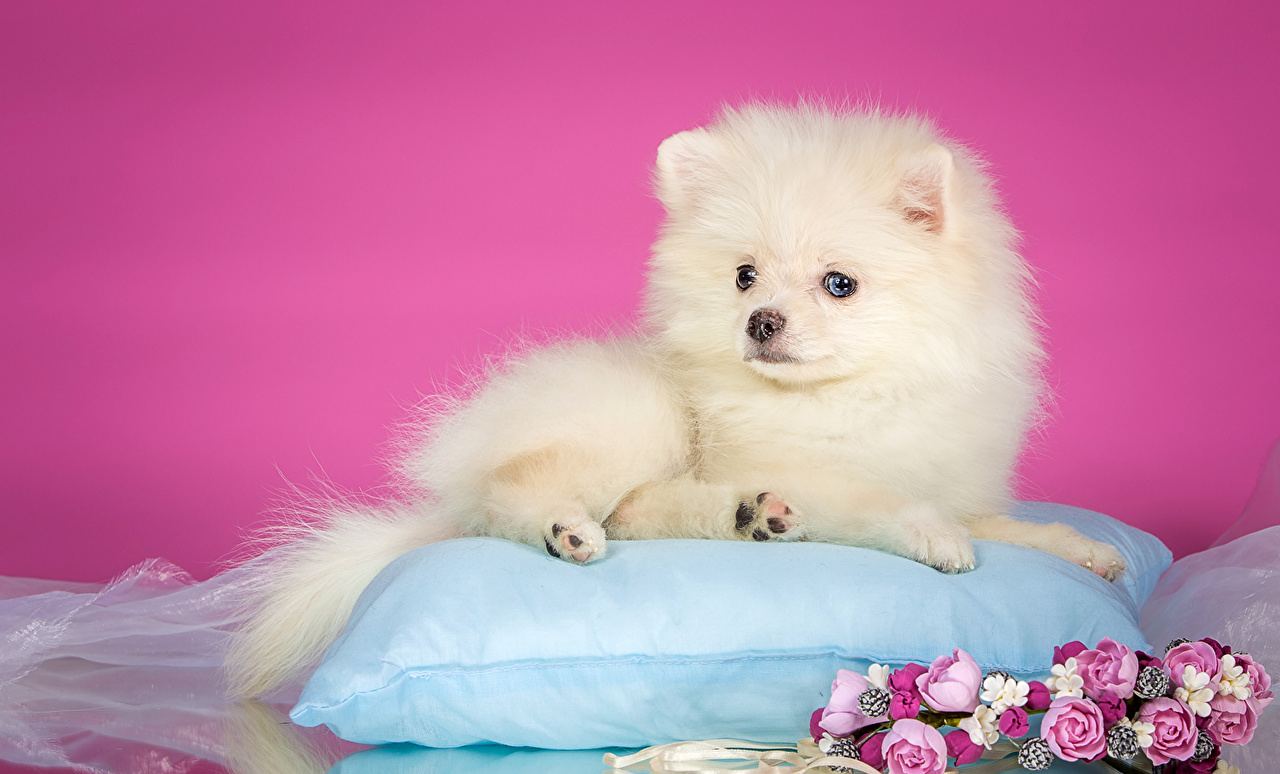 Desktop Wallpaper Spitz puppies Dogs White animal
