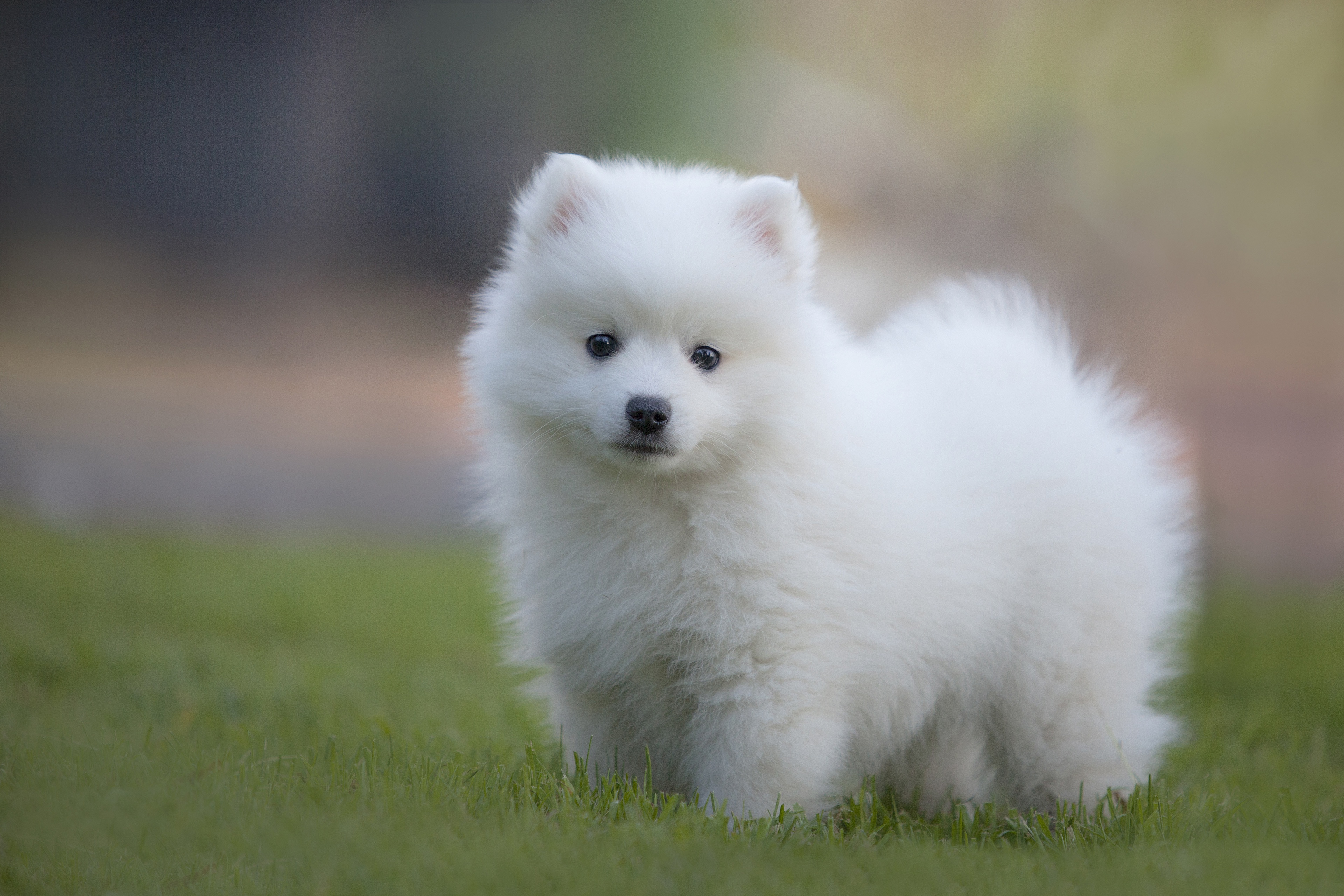 Small white fluffy Spitz puppy Desktop wallpaper 2560x1600