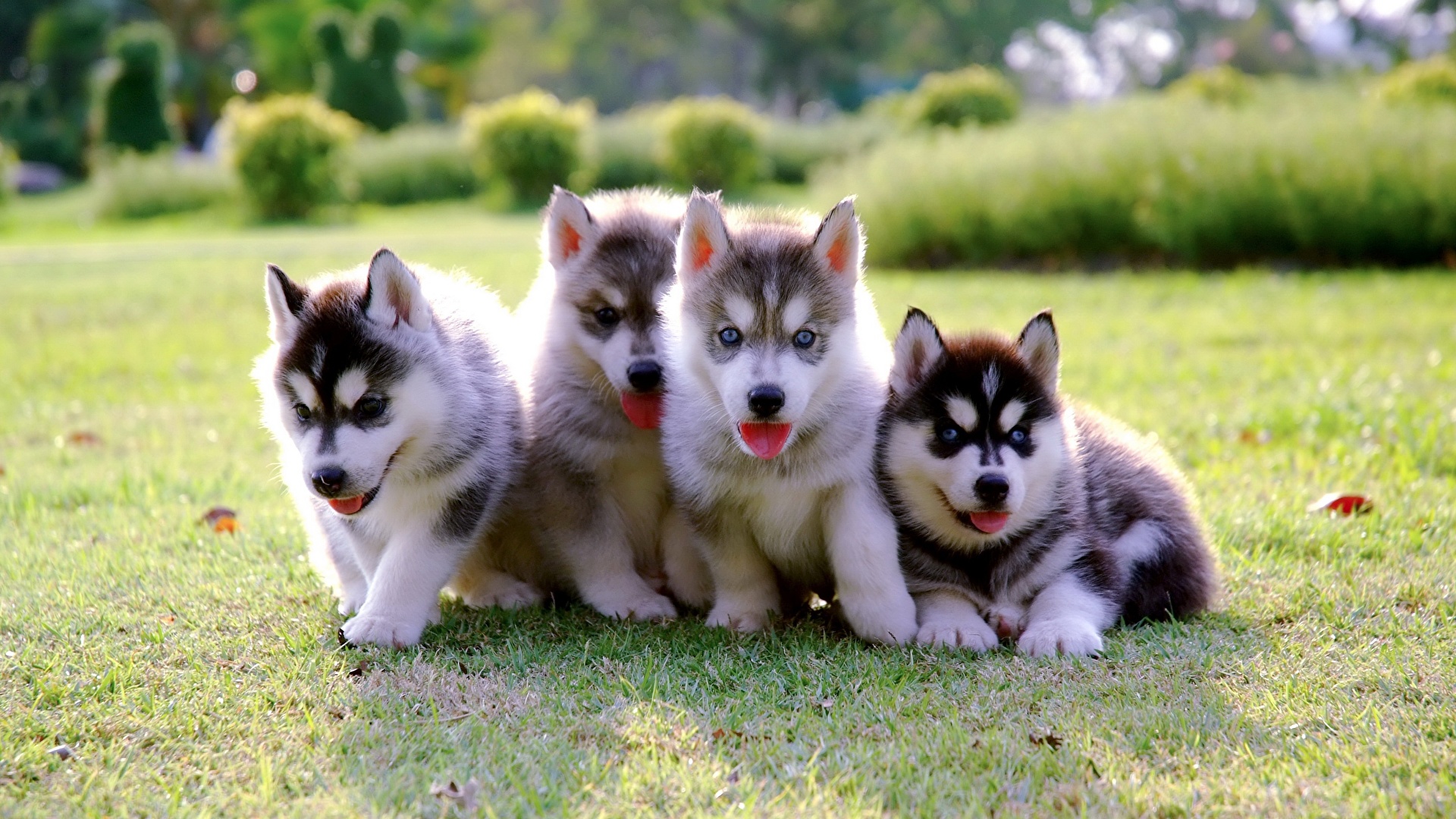 Photo animal Husky puppies dog Grass Four 4 1920x1080