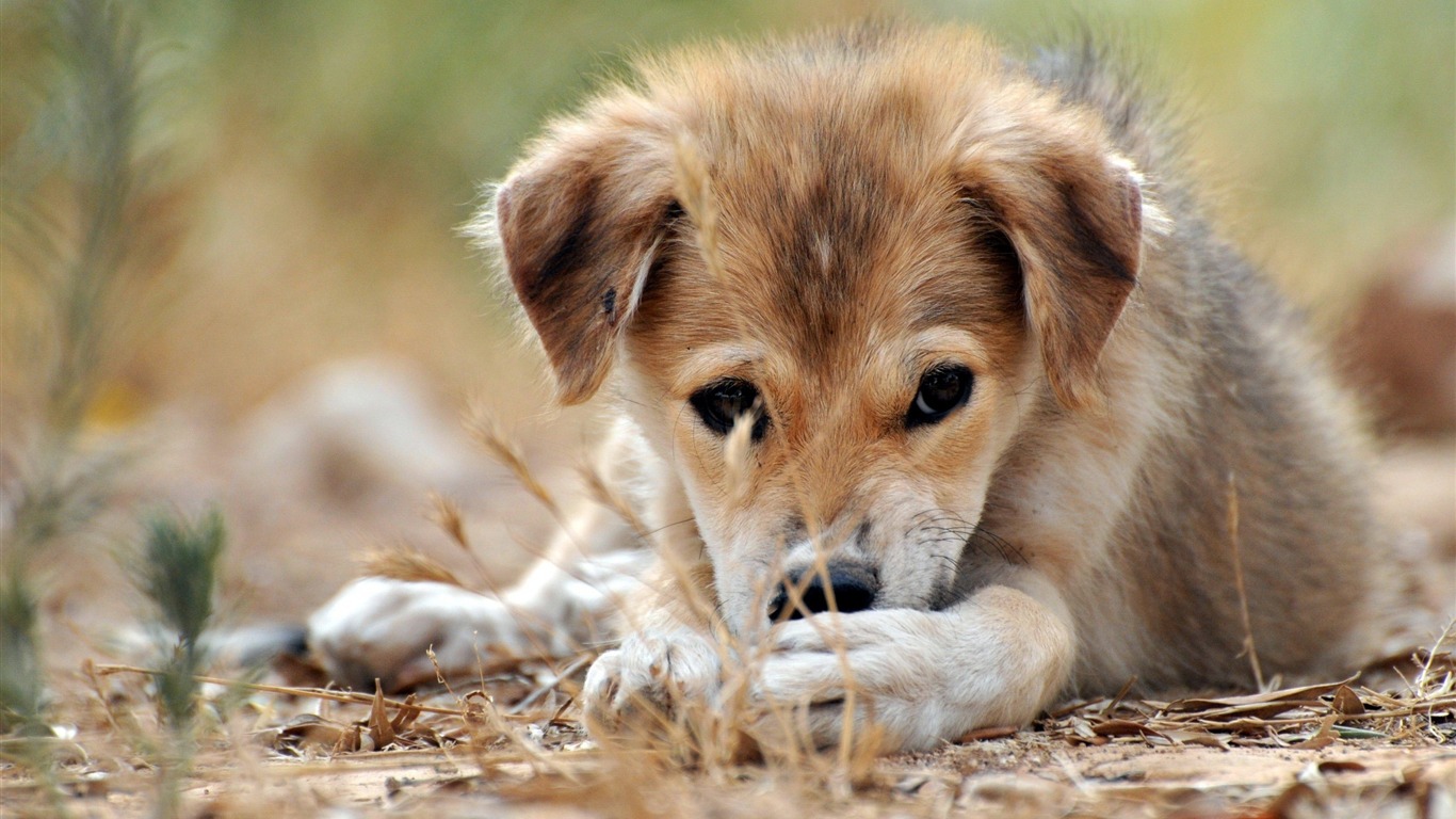 Sad Puppy Dog Animal Desktop Wallpaper