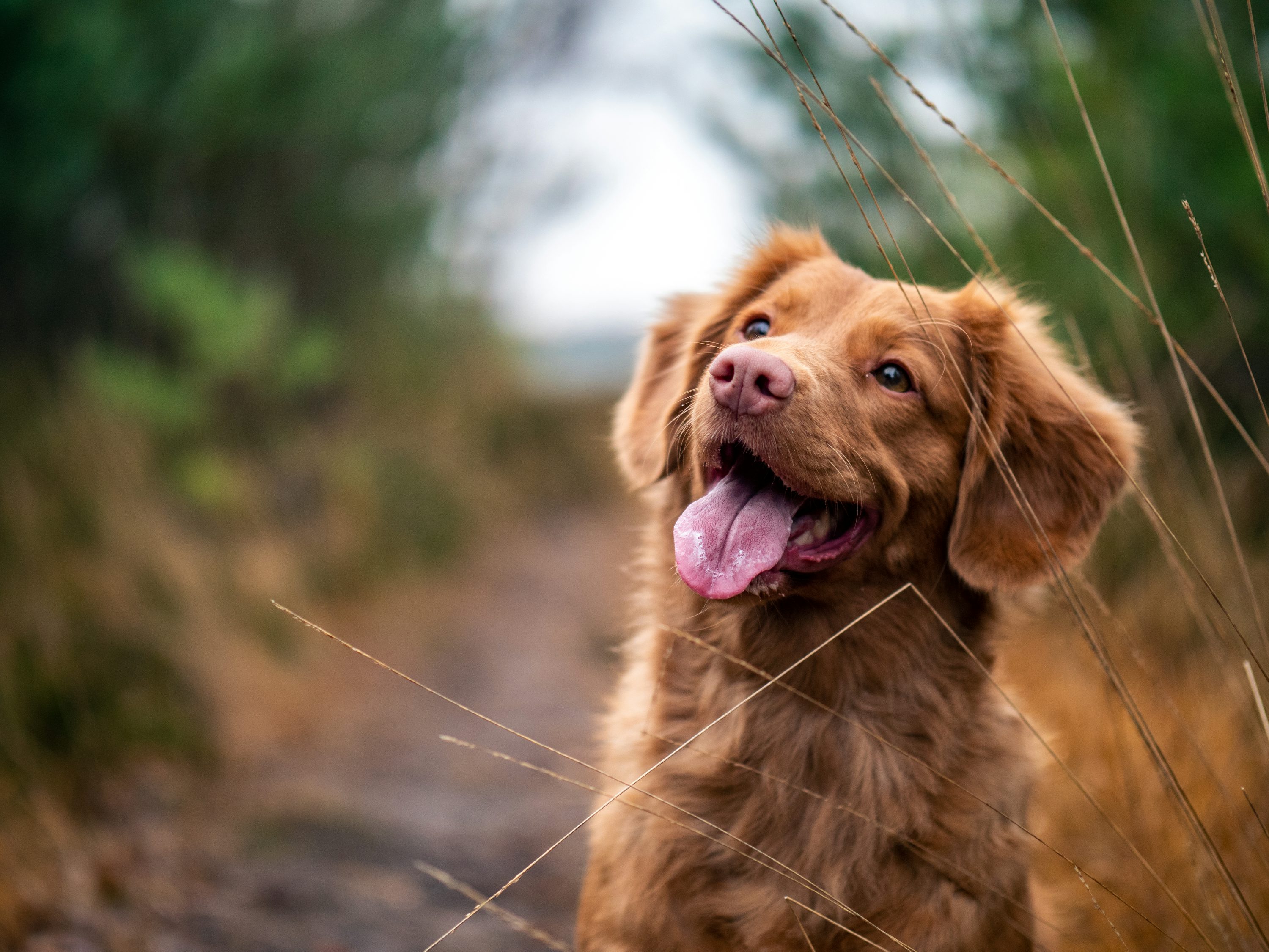 Dog Wallpaper: Free HD Download [4K]