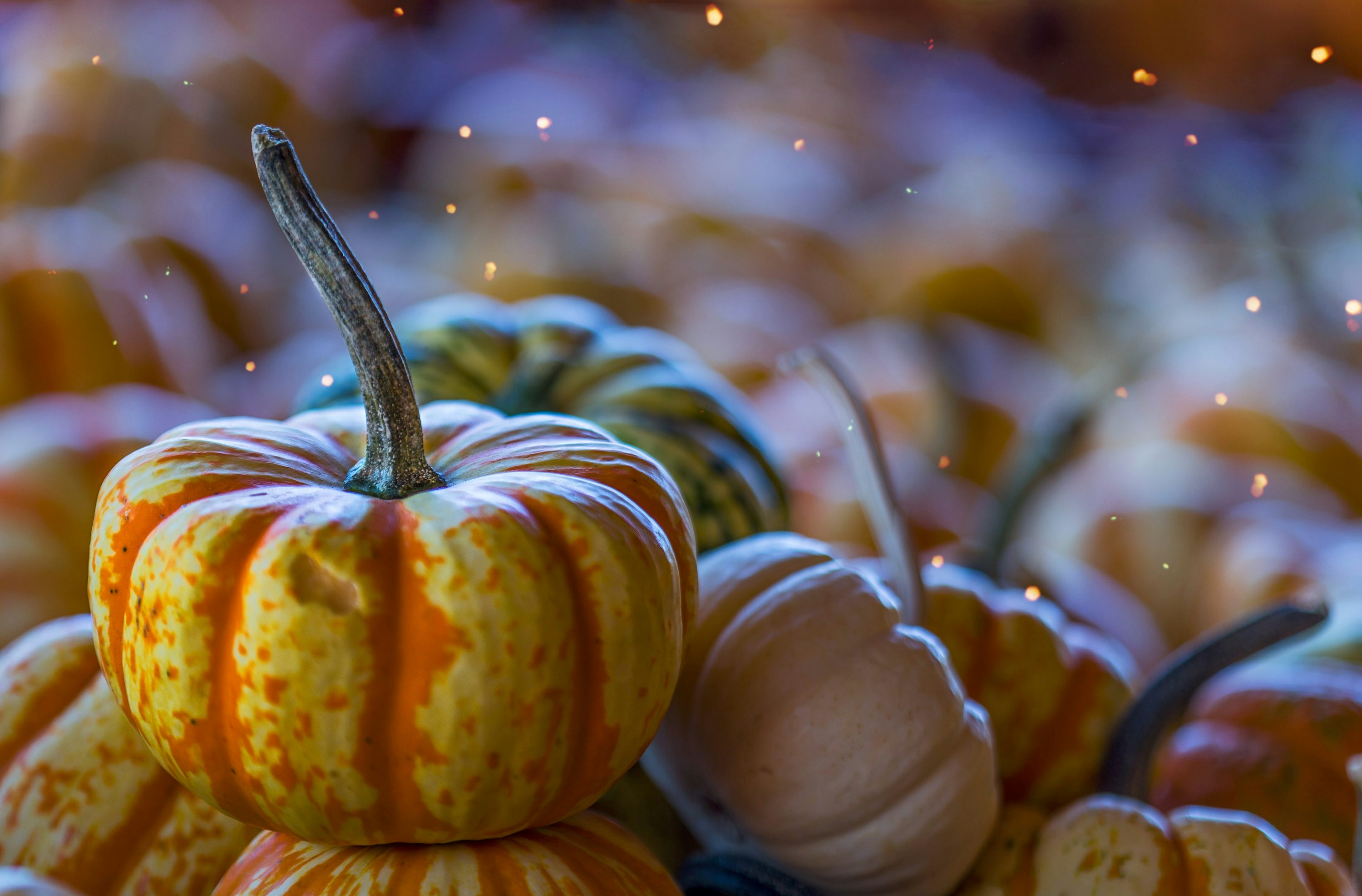 Thanksgiving Wallpaper: Free HD Download [4K]