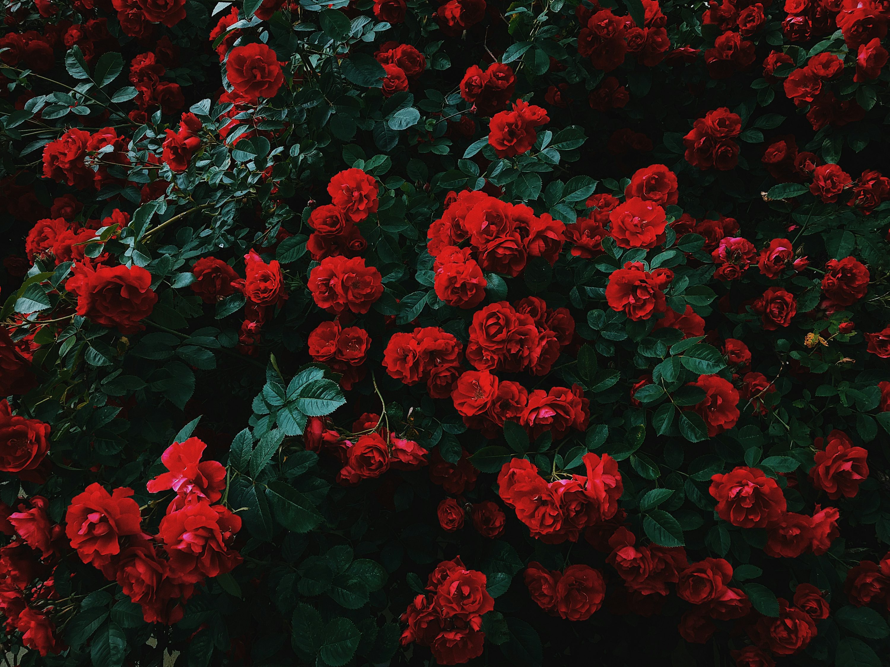 Bed of red roses in bloom photo