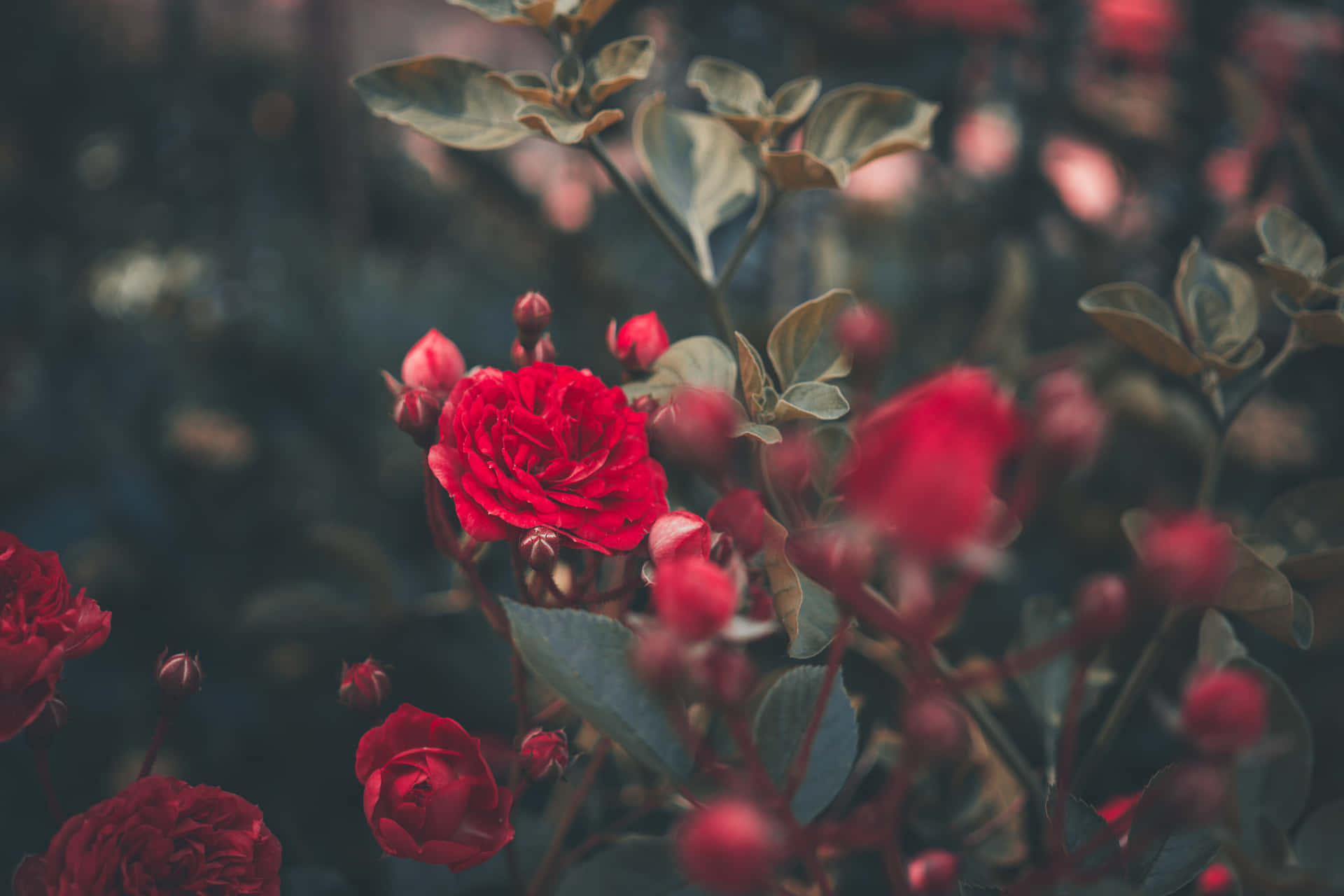 Red Roses Background