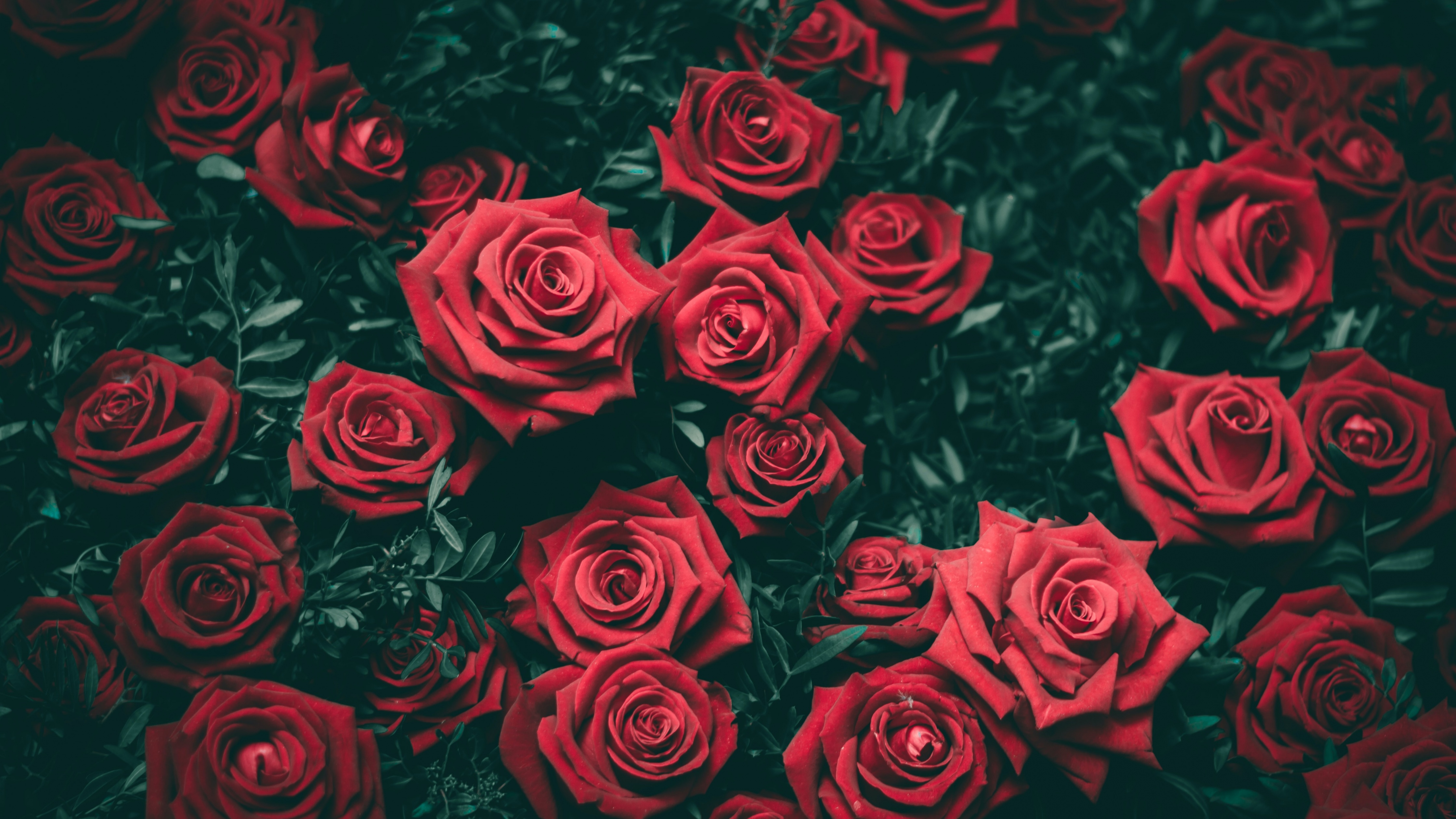 Red Roses Wallpaper 4K, Floral Background, Blossom, Bloom
