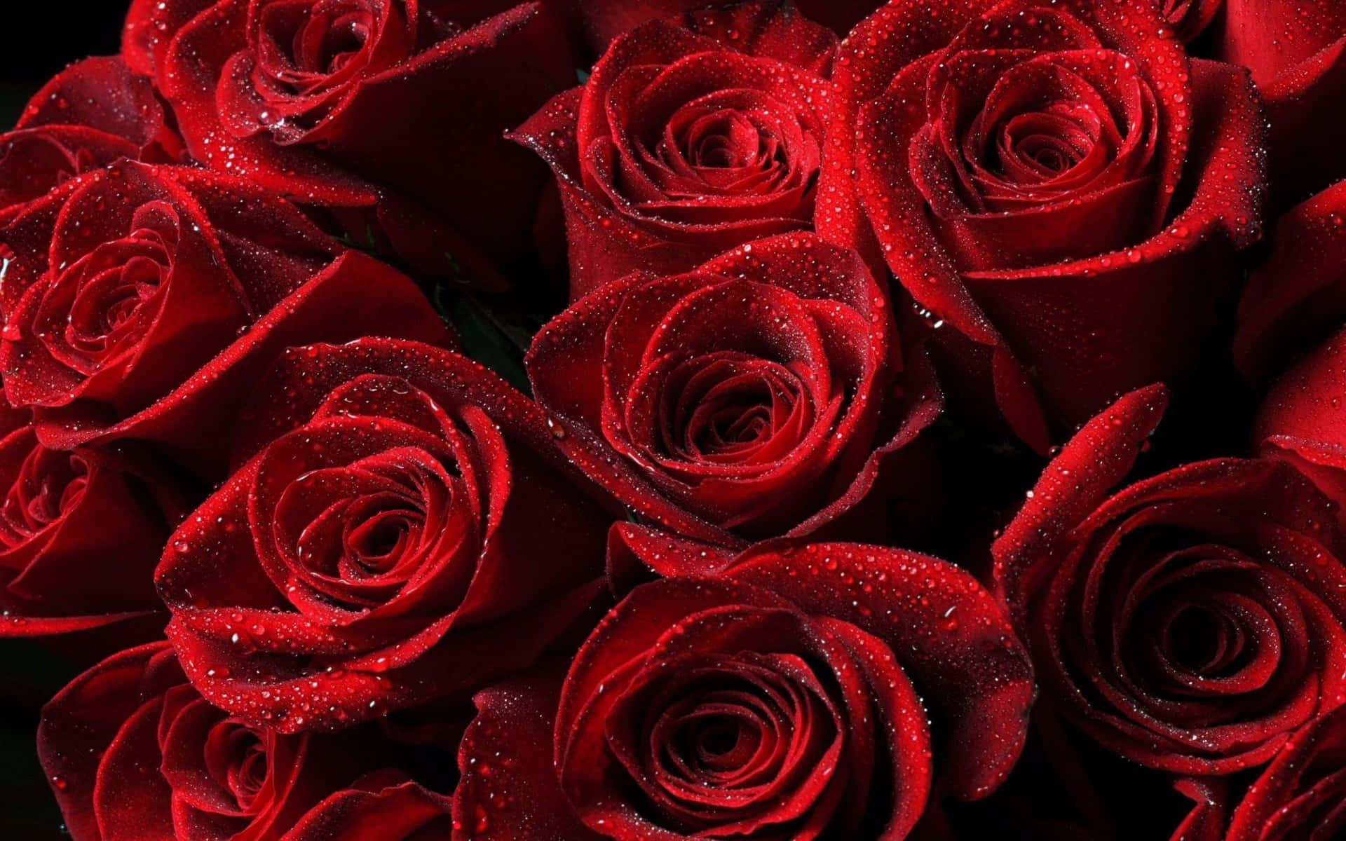 Red Rose Aesthetic Wallpaper