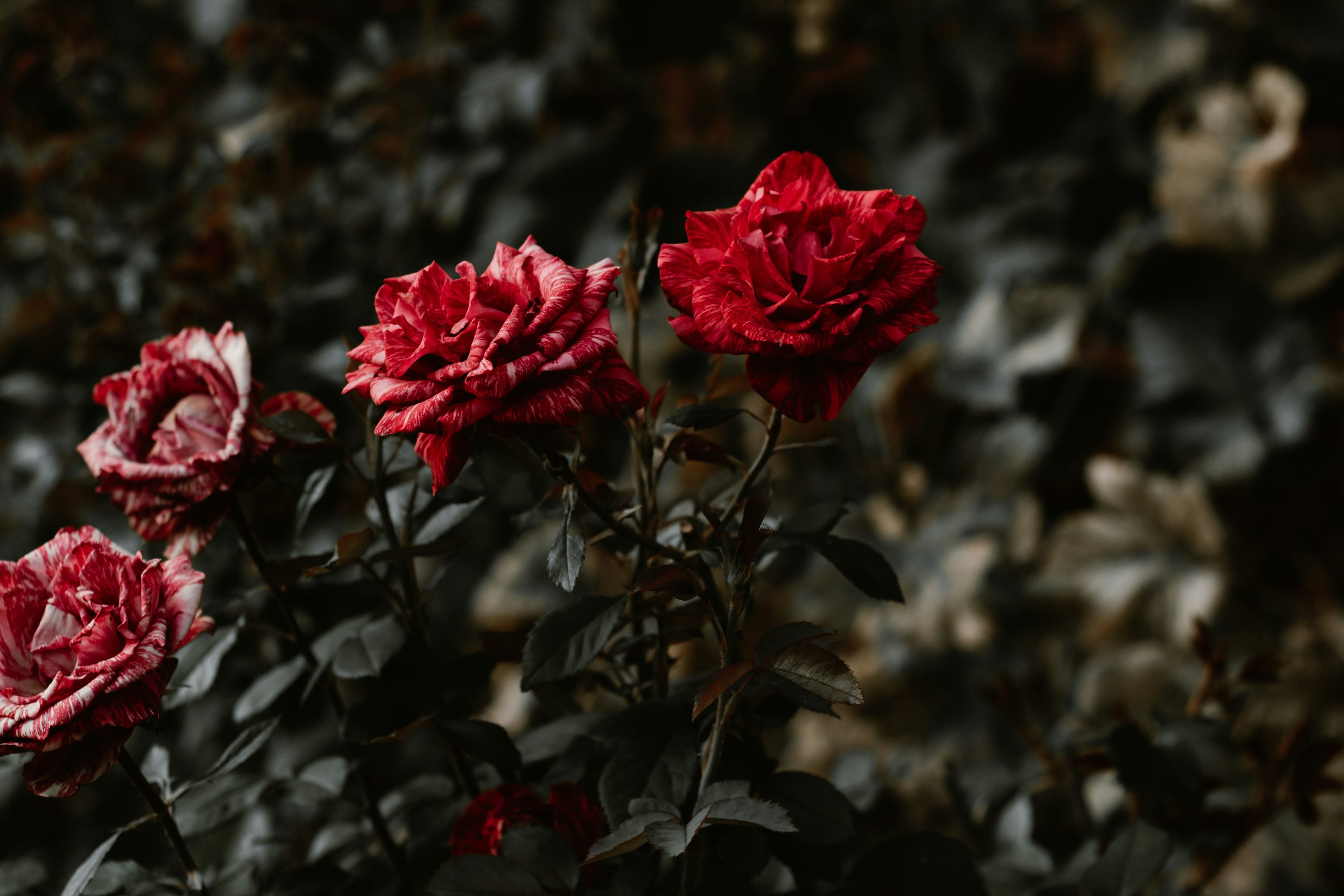 Red rose flowers photo