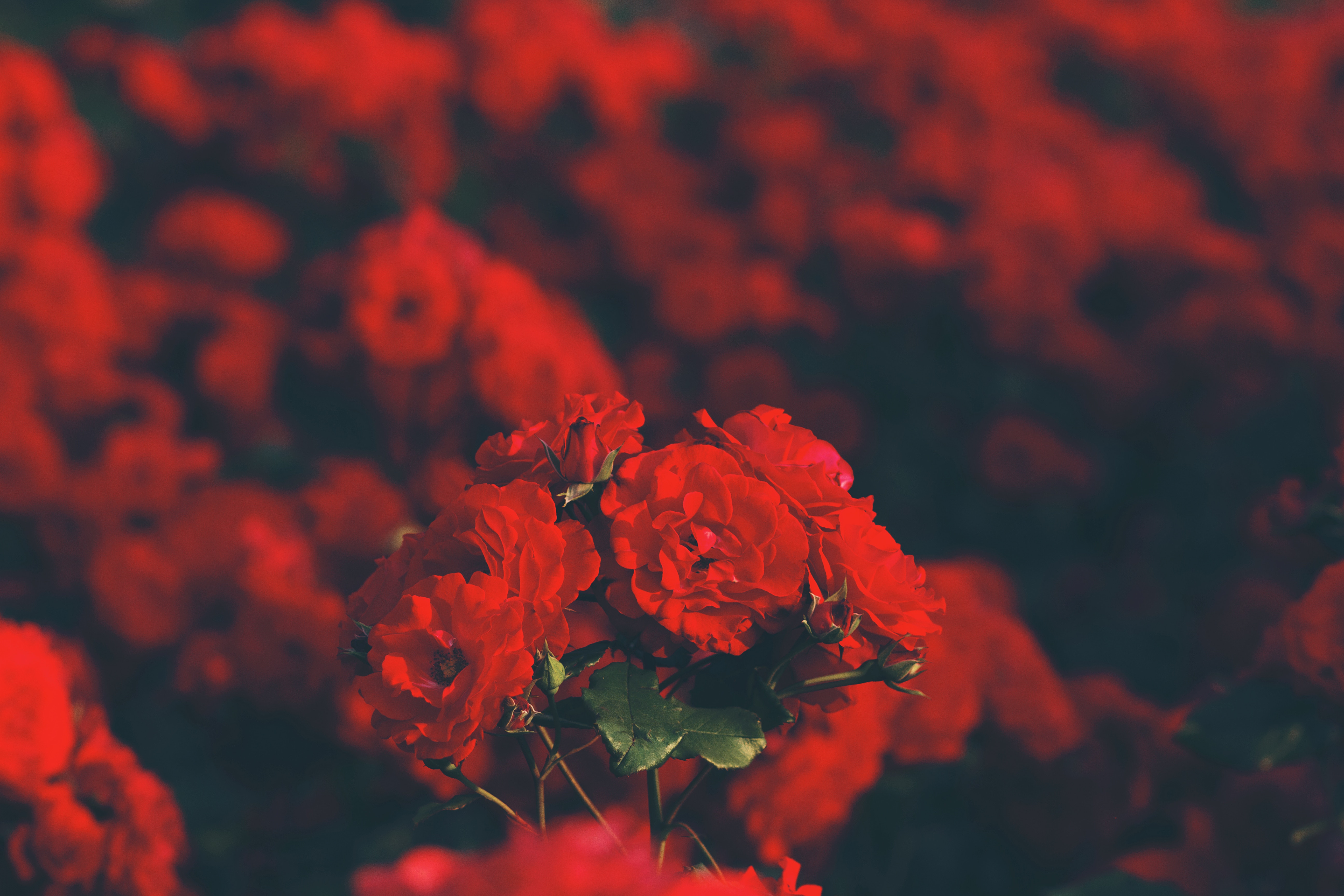 red, Red flowers, Rose Wallpaper HD / Desktop and Mobile Background