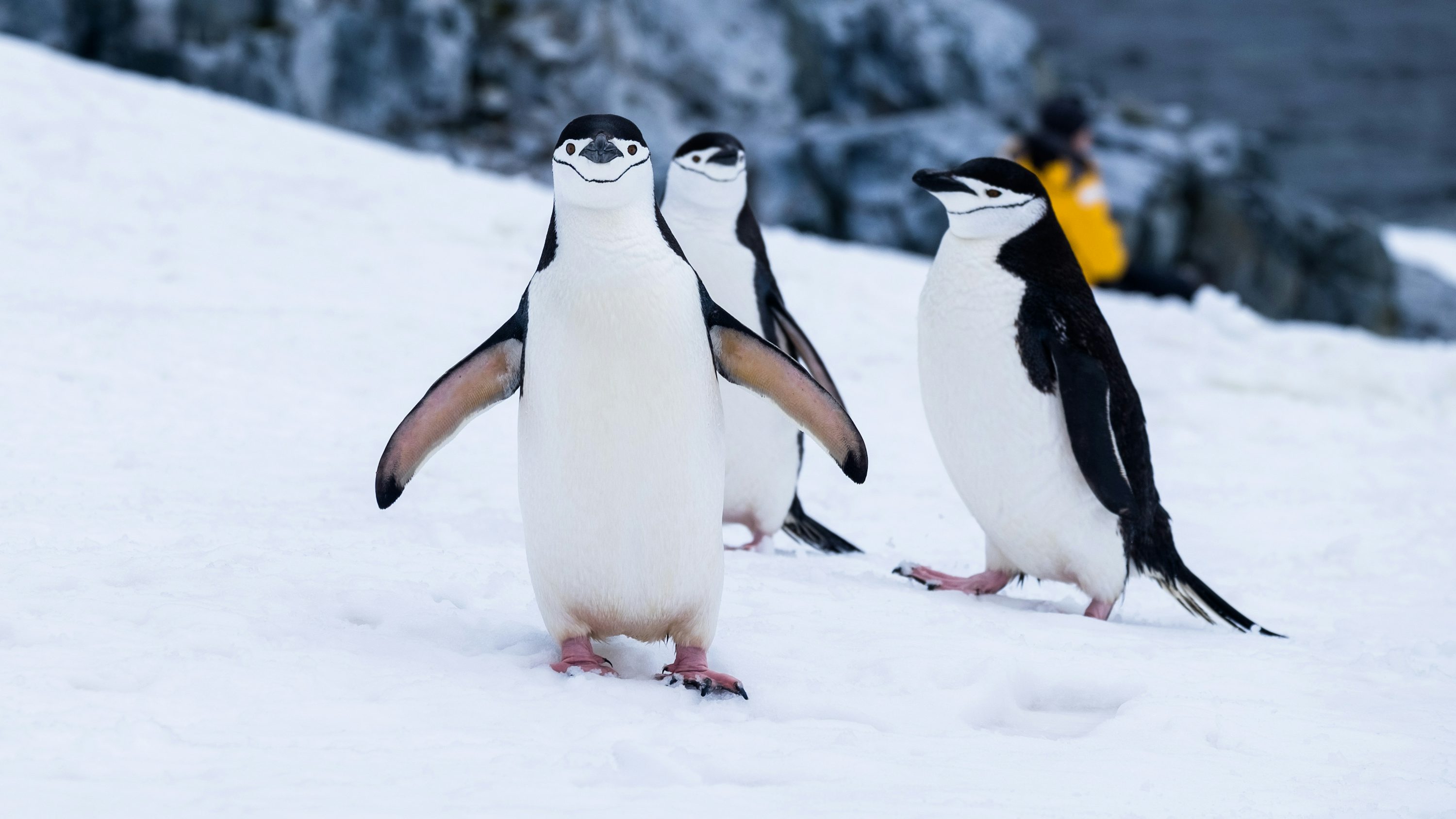 Penguins on snow covered fields during daytime photo