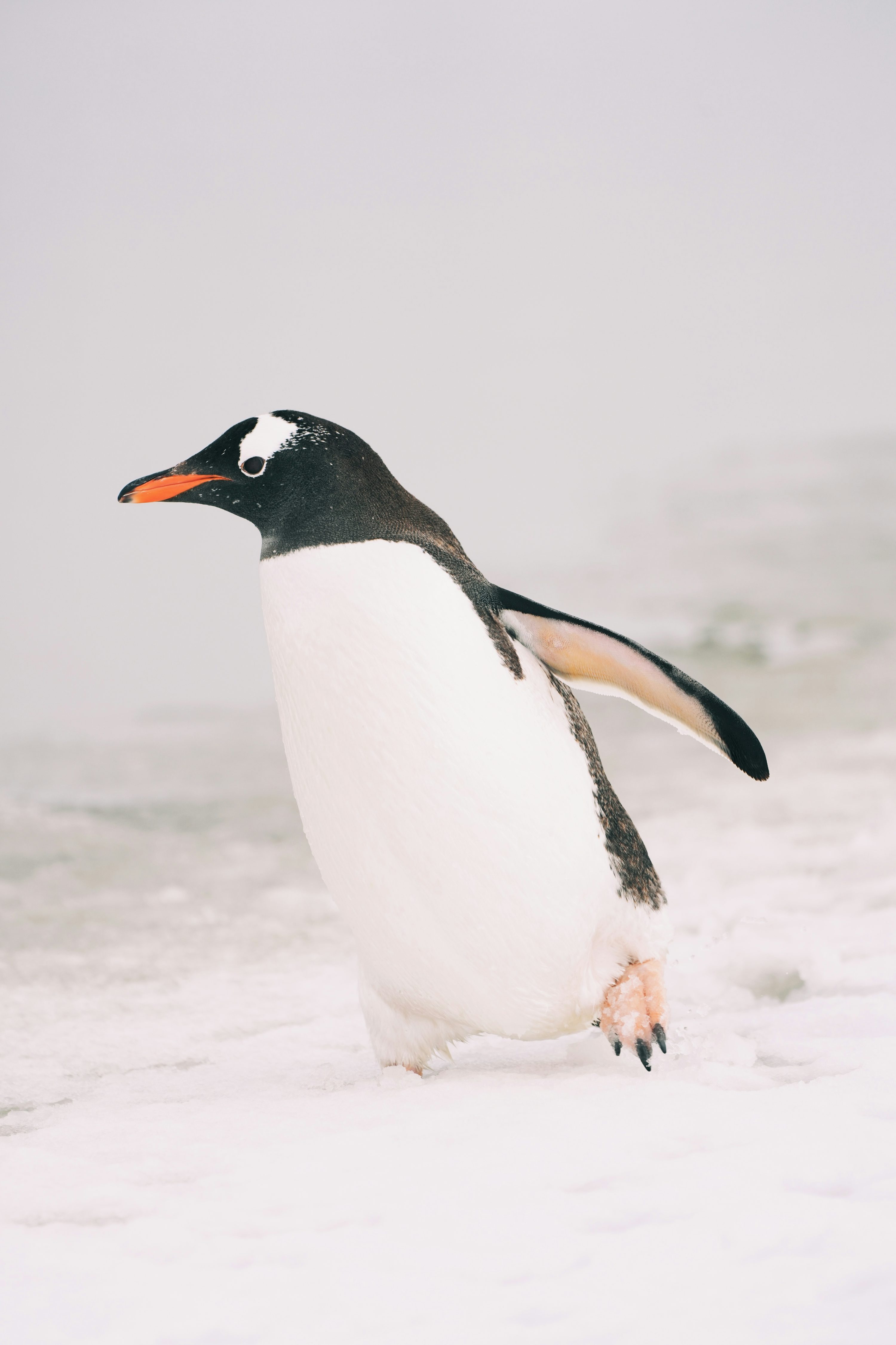 A penguin walking in the snow on a beach photo
