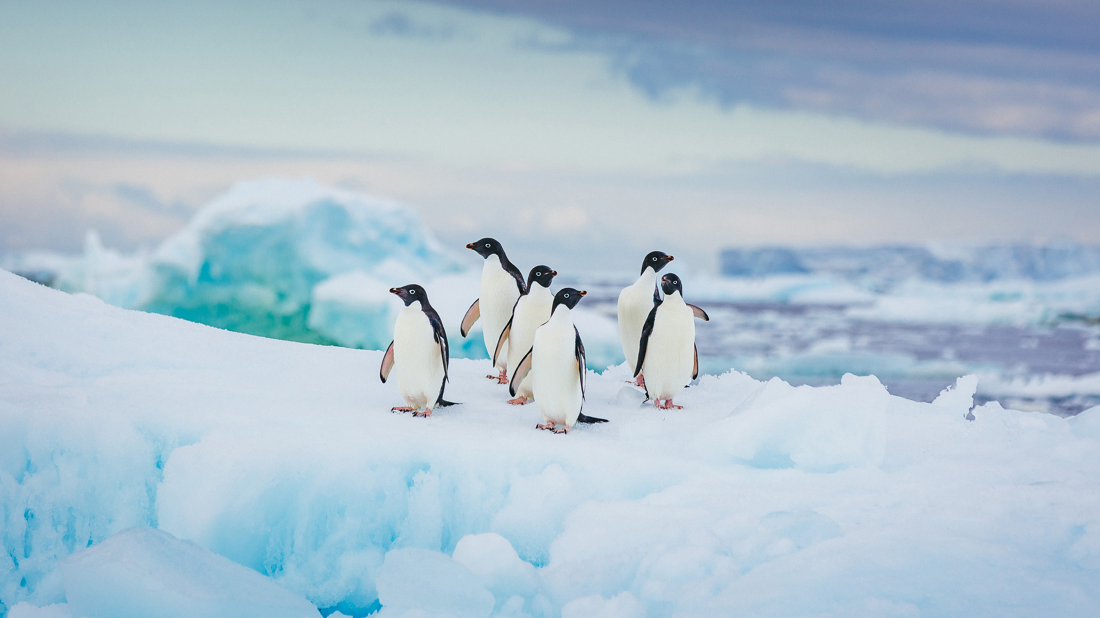 Group Of Adelie Penguins Snow Mountain Sky Background 4K HD Penguin Wallpaper