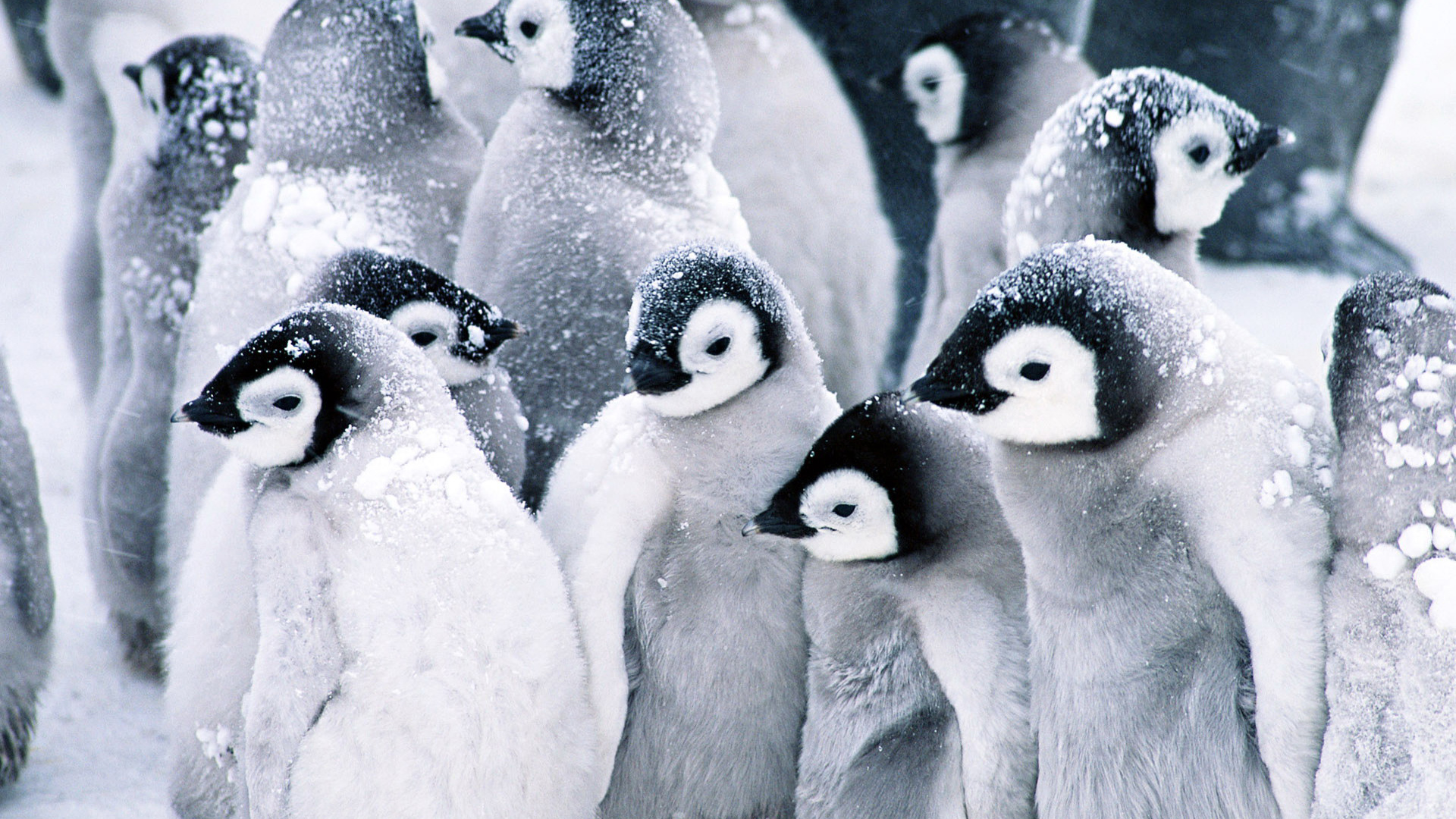 Wallpaper snow, penguins, Penguins, baby for mobile and desktop, section животные, resolution 1920x1080
