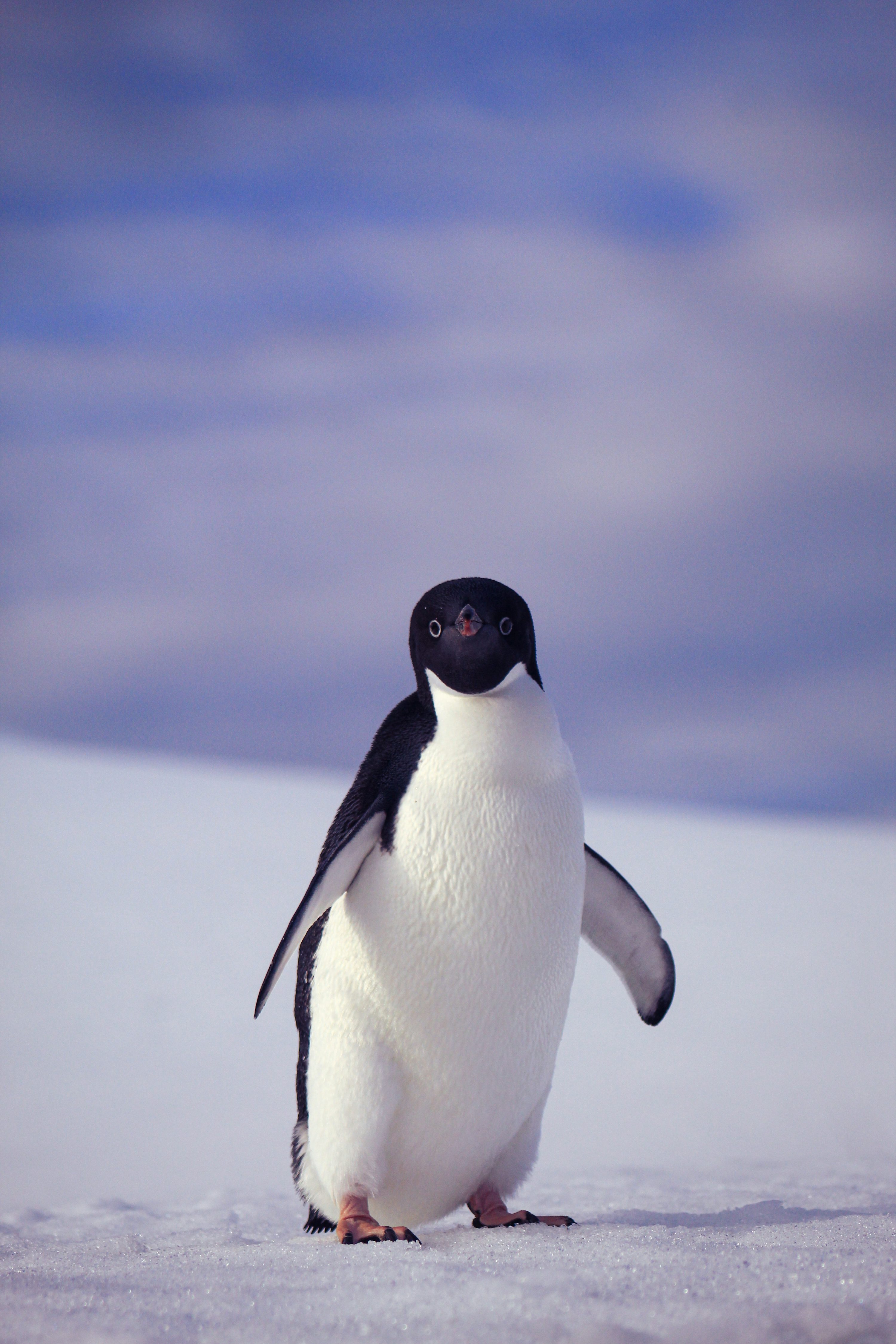 A penguin standing in the snow on a sunny day photo