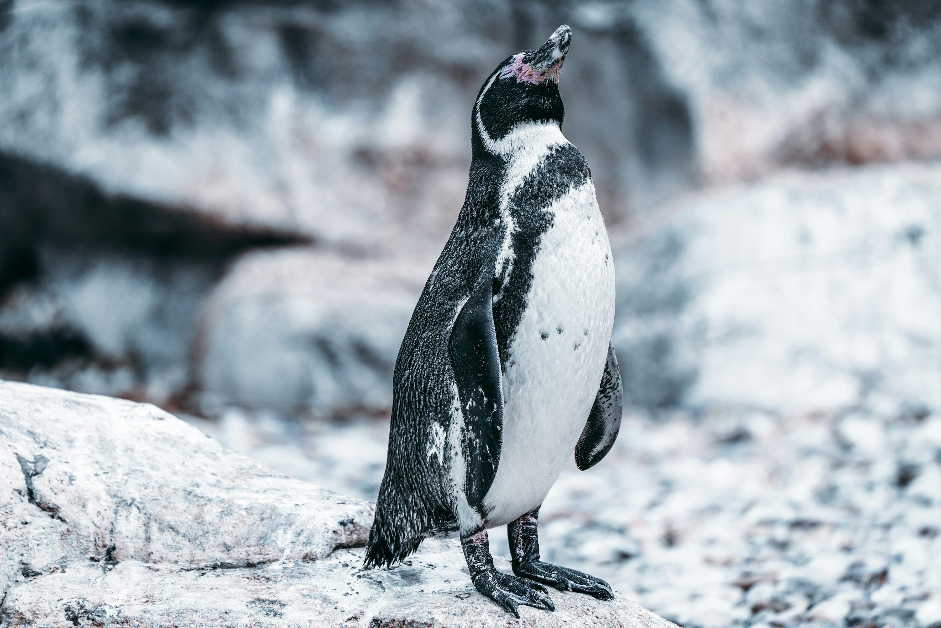 A penguin standing on a rock in the snow photo