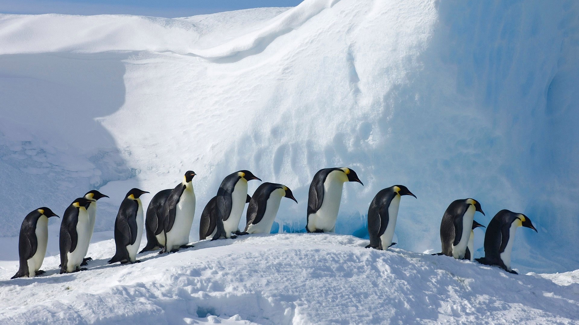 Majestic Penguins in Pristine Snow Wildlife Wallpaper