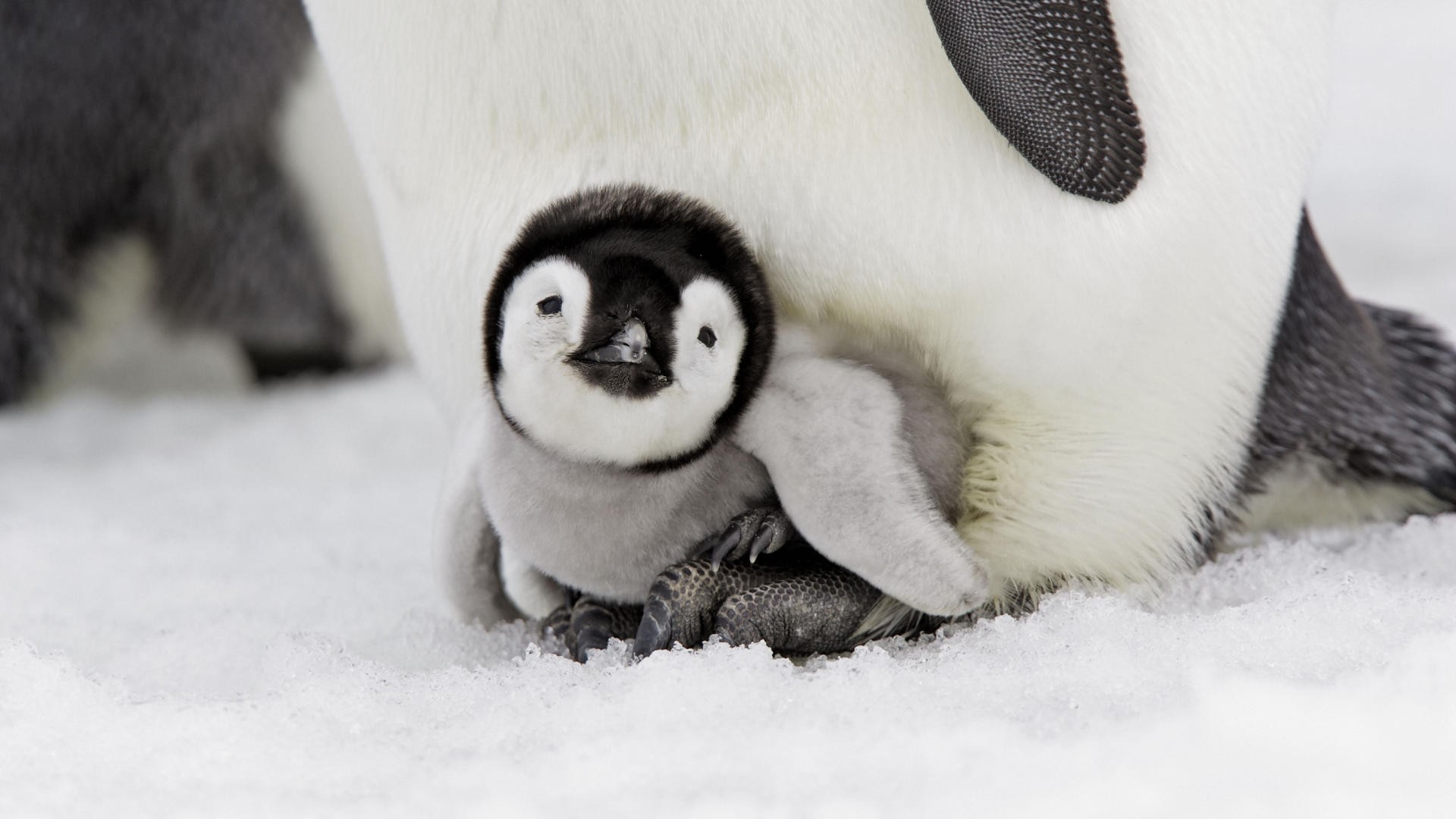 White Black Baby Penguin Is Sitting In Snow Field HD Penguin Wallpaper