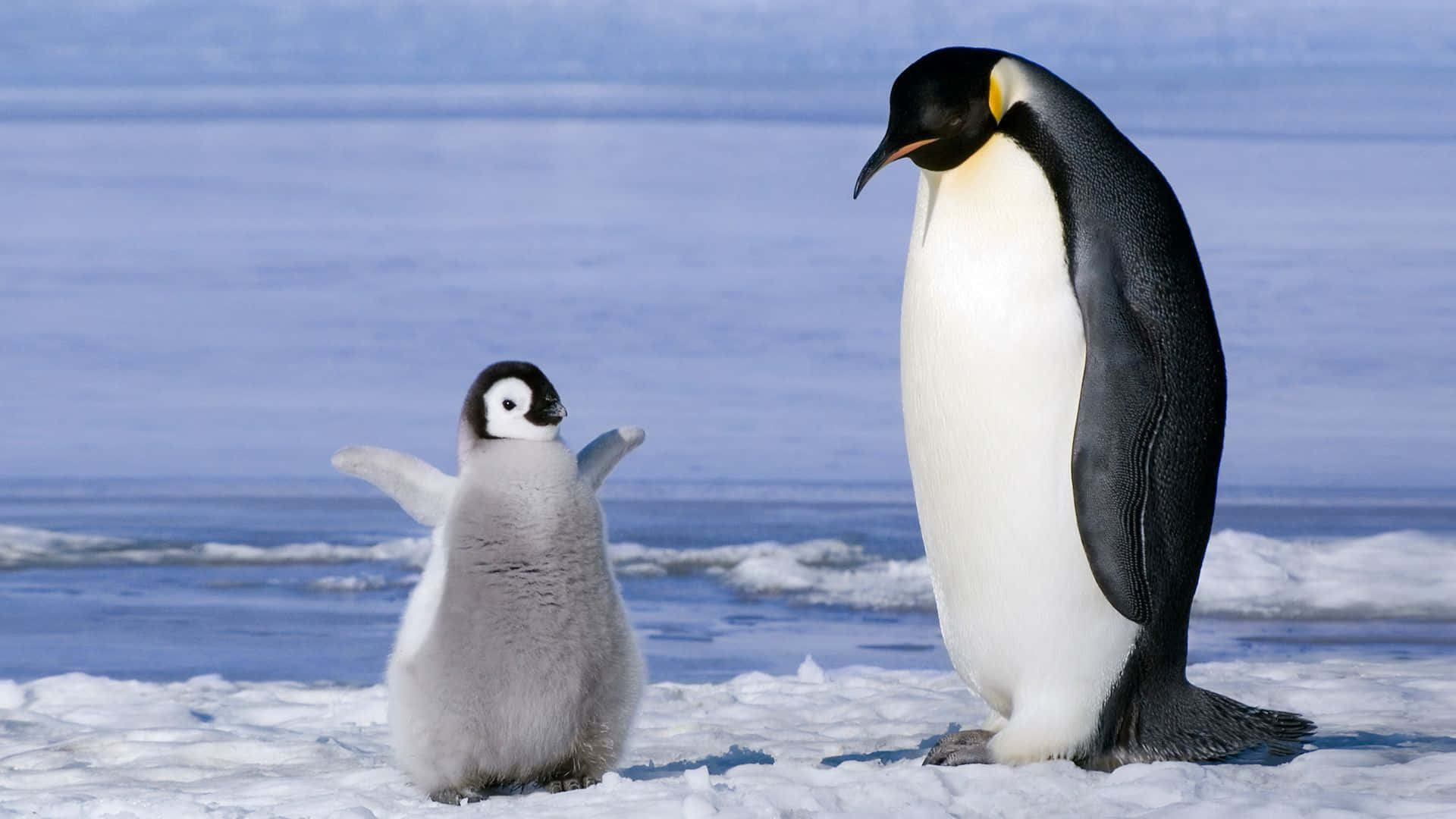 Download A baby penguin nestles among the snow, braving the chilly winter