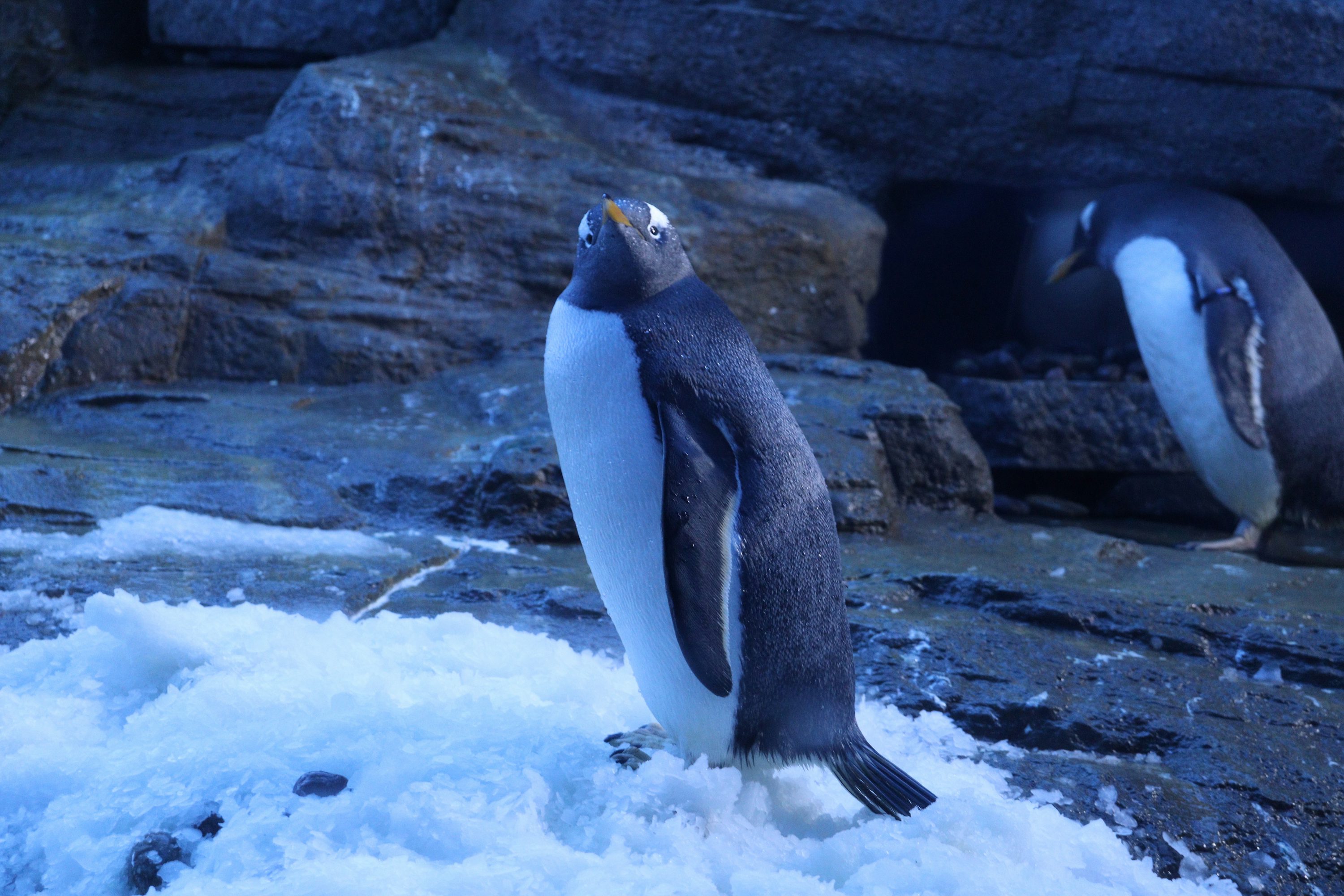 A couple of penguins standing on top of a pile of snow photo